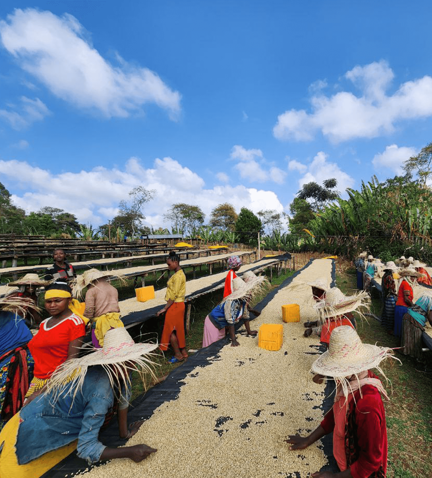 Verve Coffee Roasters - Banko Taratu - Producer Image