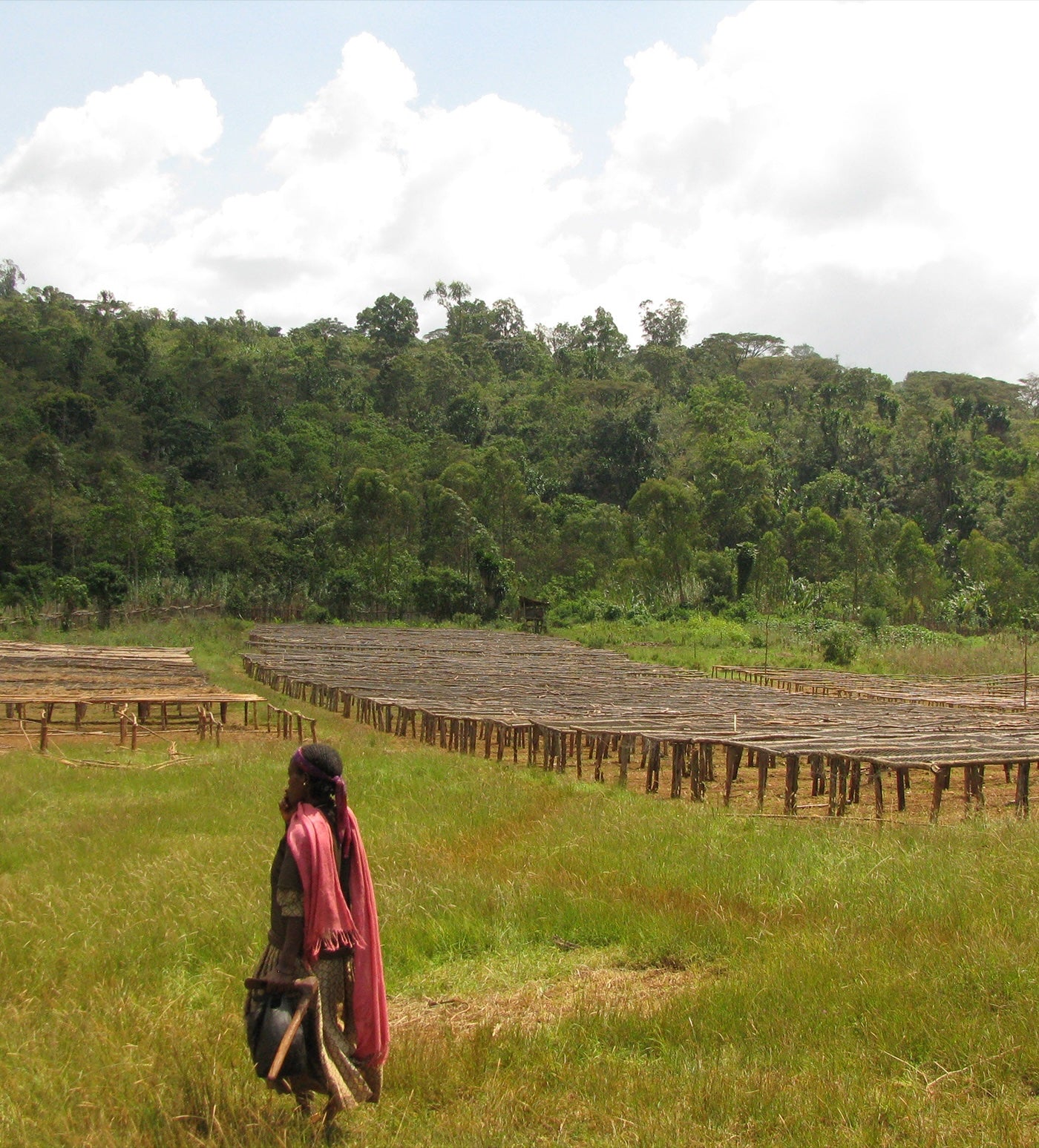 Verve Coffee Roasters - Grateful Dead - Morning Brew - Producer Image