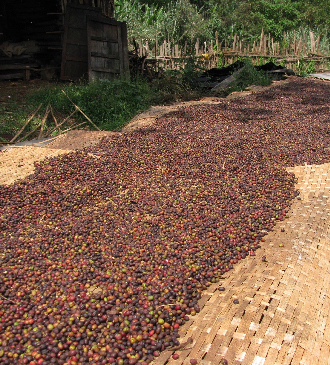 Verve Coffee Roasters - Grateful Dead - Morning Brew - Producer Image