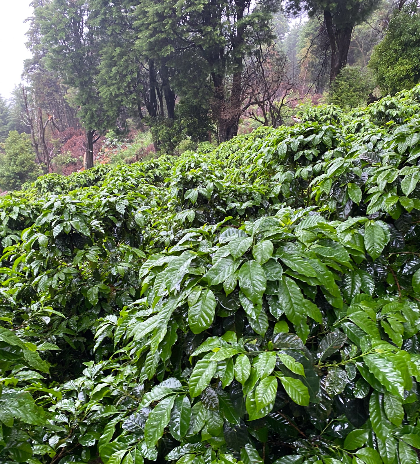 El Trapiche coffee trees