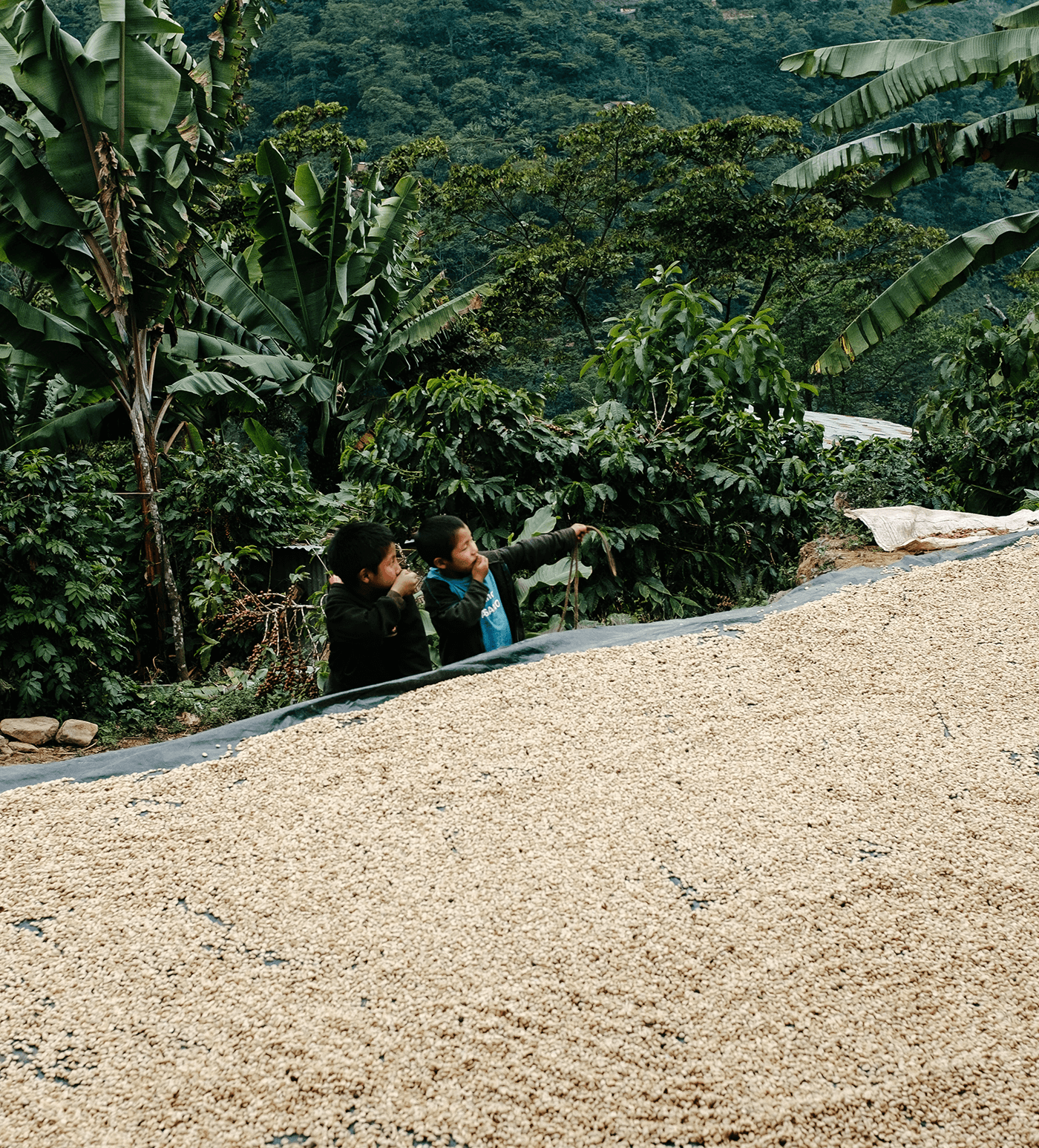 Verve Coffee Roasters - Jacinto Domingo - Producer Image