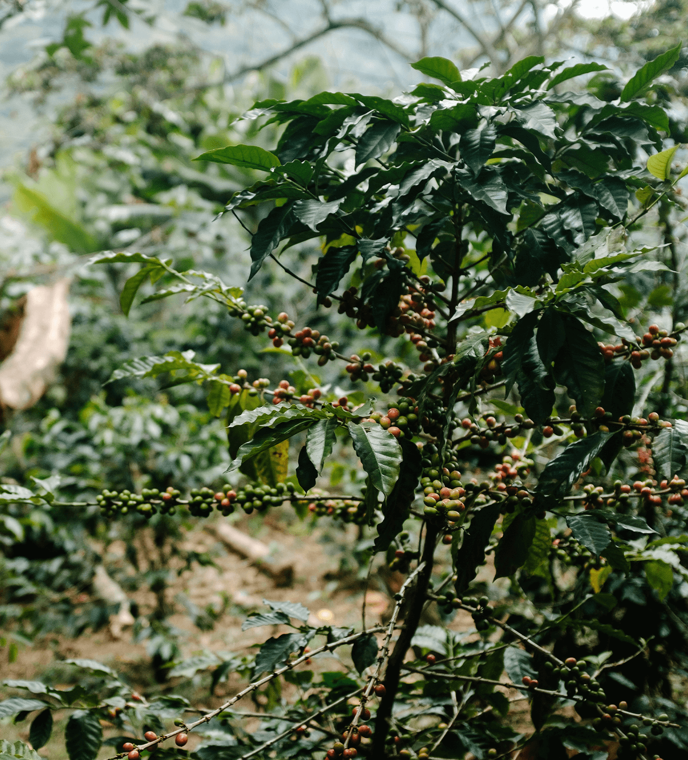 Verve Coffee Roasters - Jacinto Domingo - Producer Image