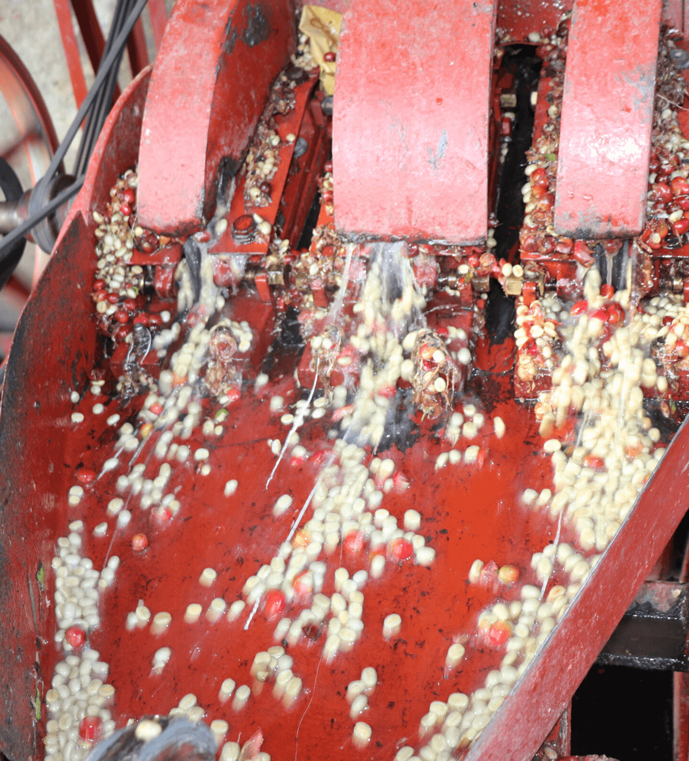 Verve Coffee Roasters - Kirimahiga - Producer Image