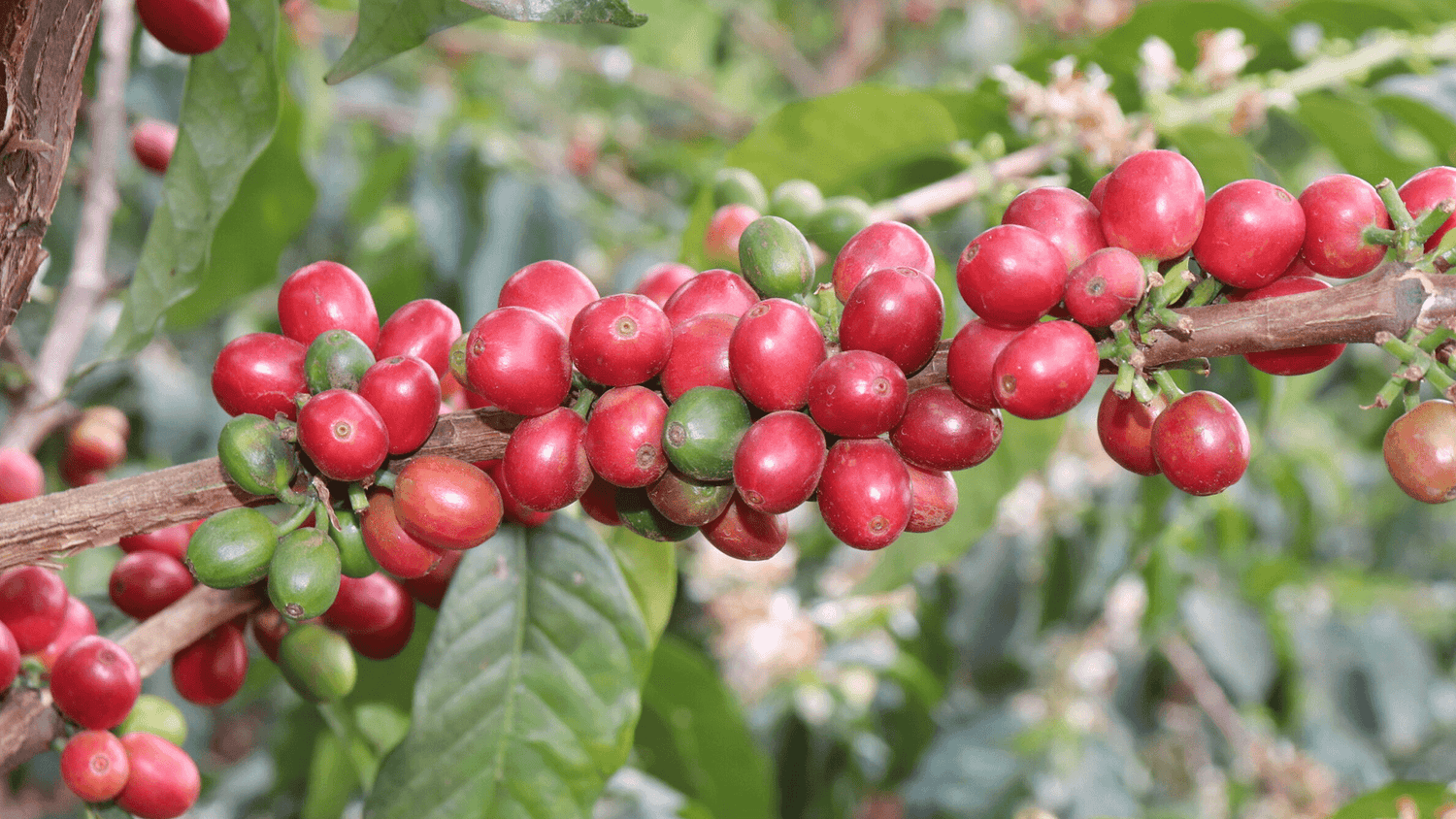 Verve Coffee Roasters - Kirimahiga - Producer Image