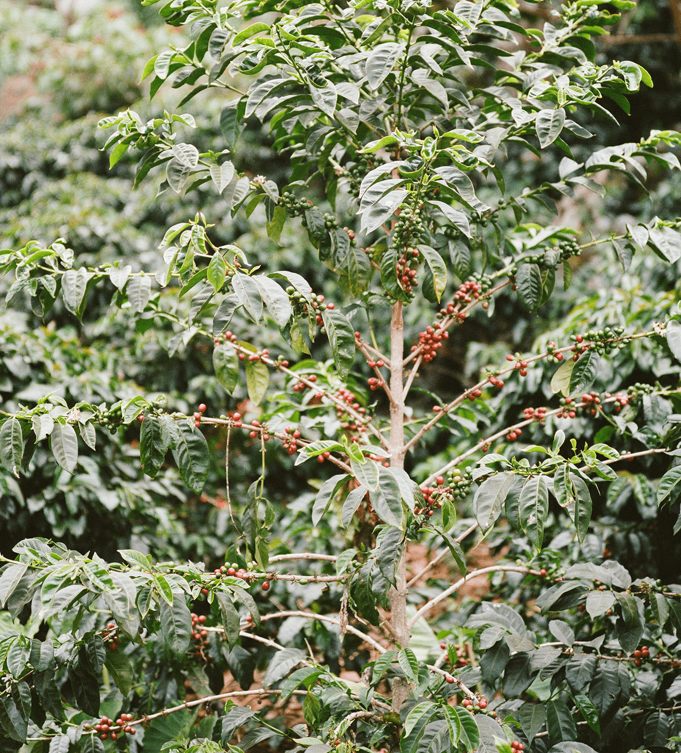 Verve Coffee Roasters - Juan Benitez - Producer Image