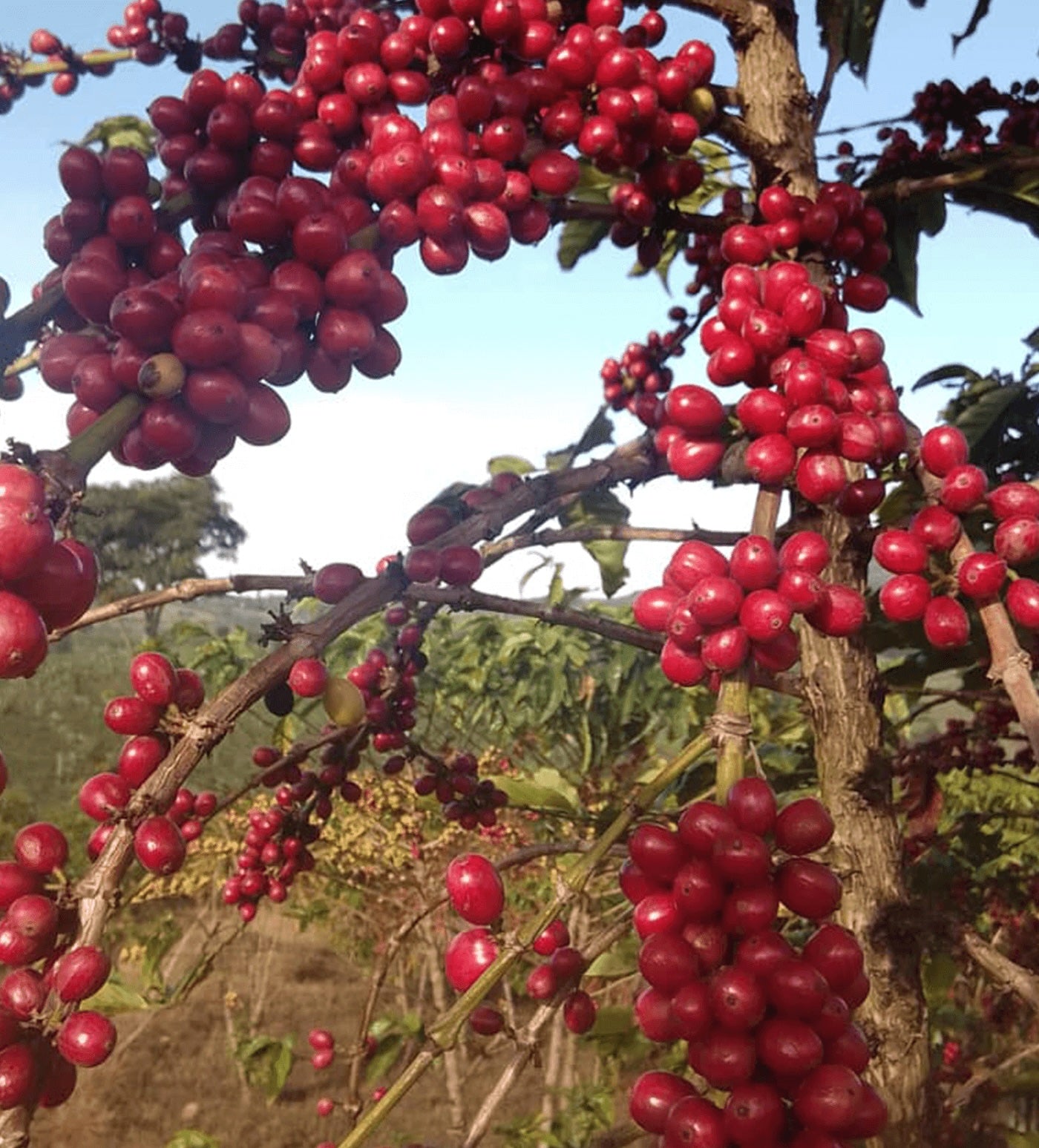 Verve Coffee Roasters - Shakiso Natural - Producer Image