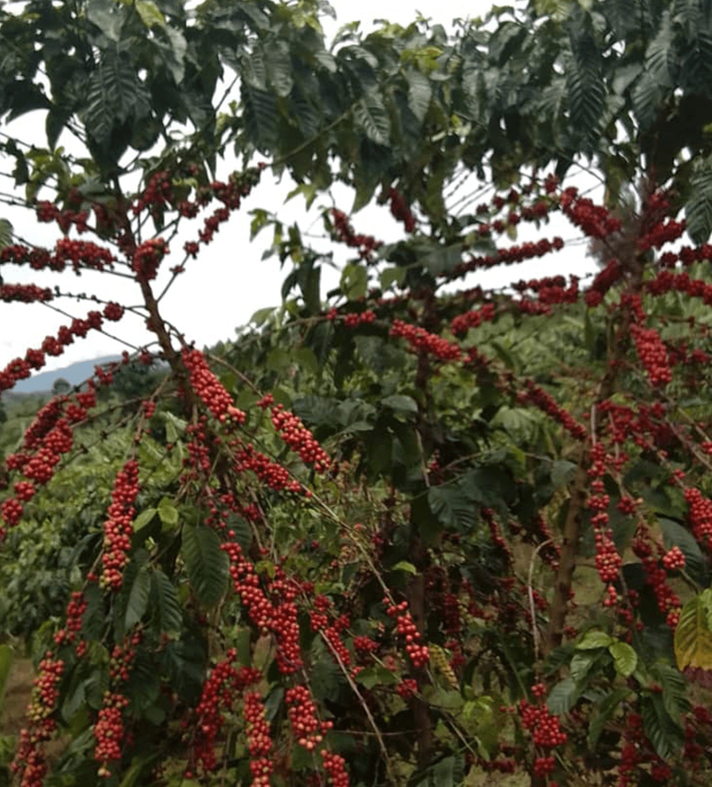 Verve Coffee Roasters - Shakiso Natural - Producer Image
