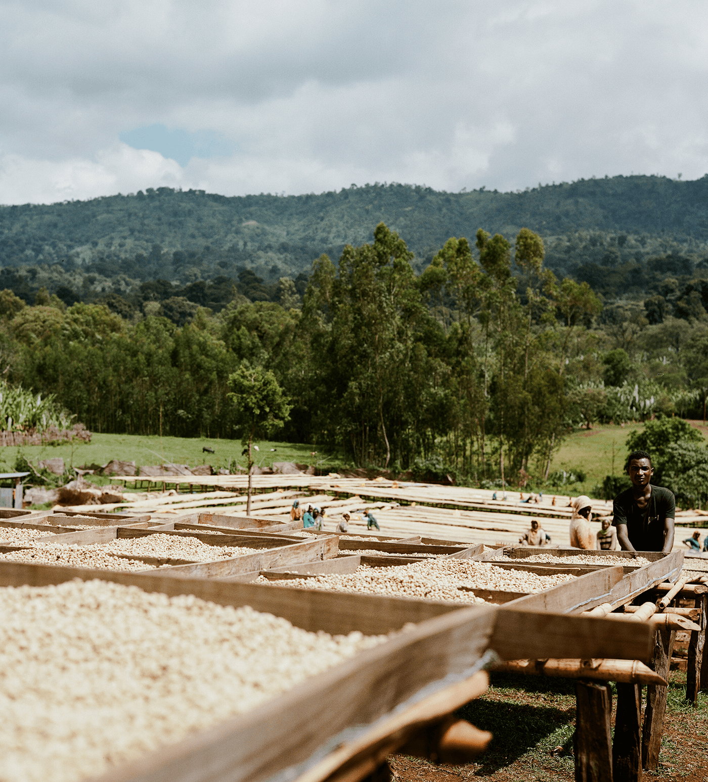 Verve Coffee Roasters - Worka - Producer Image