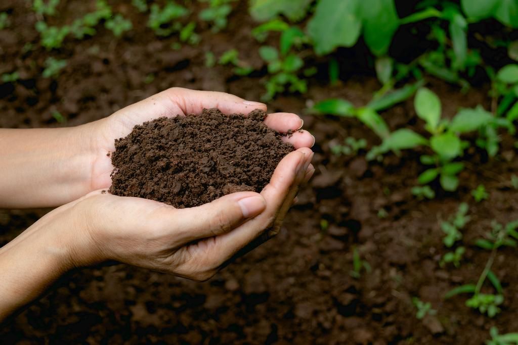 Two hands holding dirt from a garden