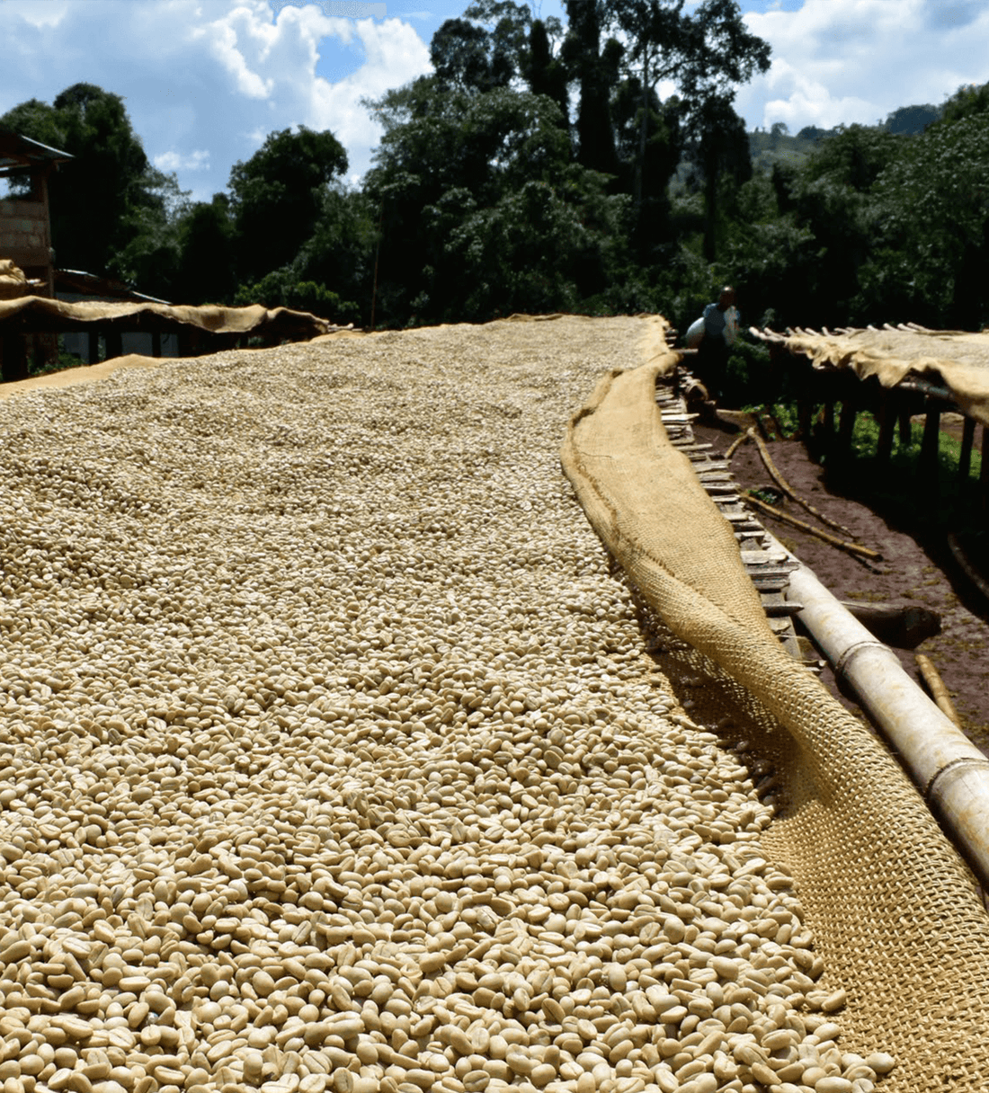 Verve Coffee | Archive | Ethiopia Adorsi | Single Origin