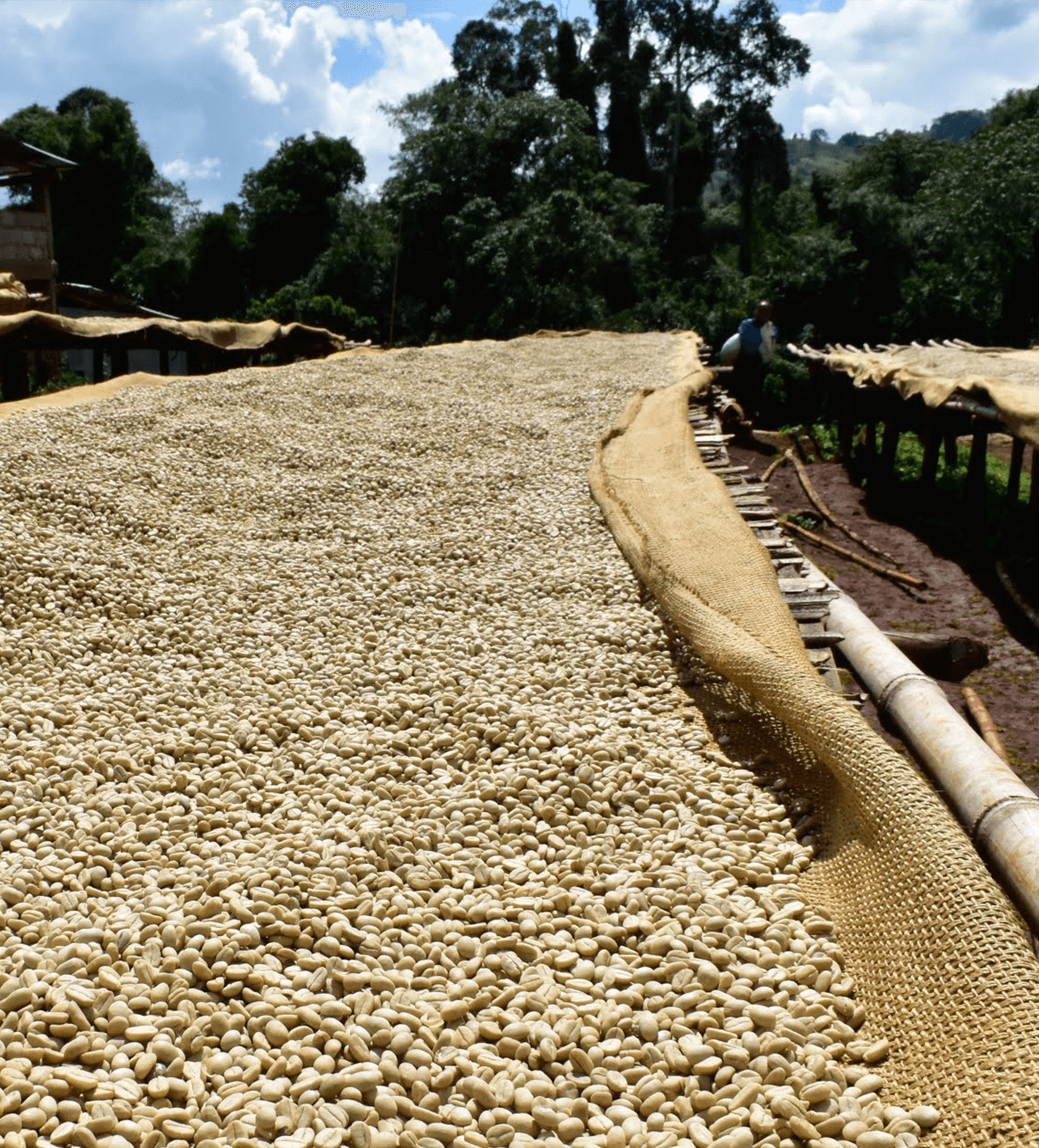 Verve Coffee Roasters - Adorsi - Producer Image