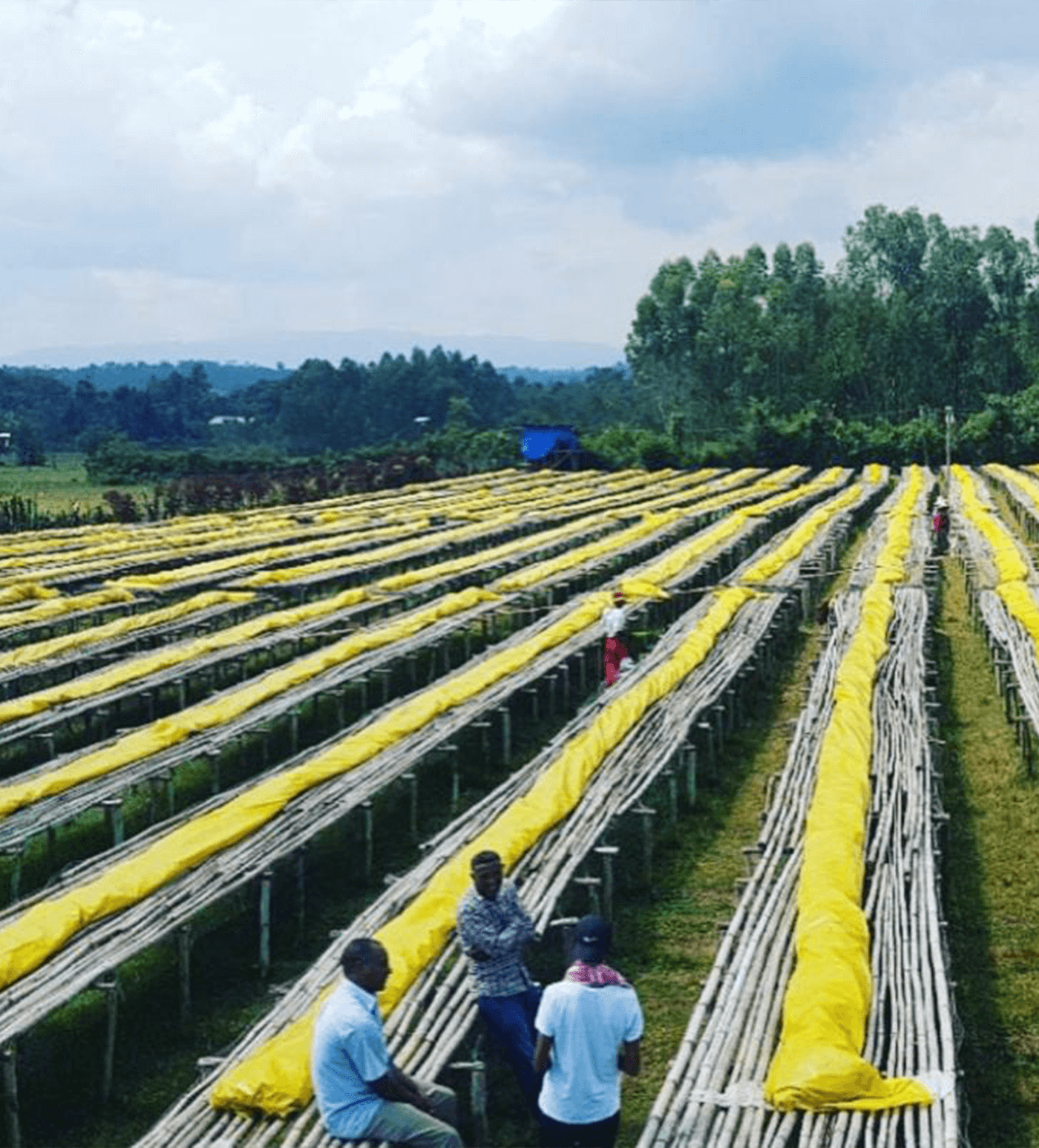 Verve Coffee Roasters - Adorsi - Producer Image