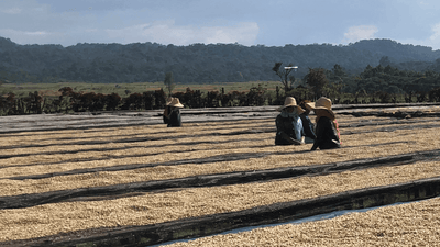 Verve Coffee | Archive | Ethiopia Adorsi | Single Origin