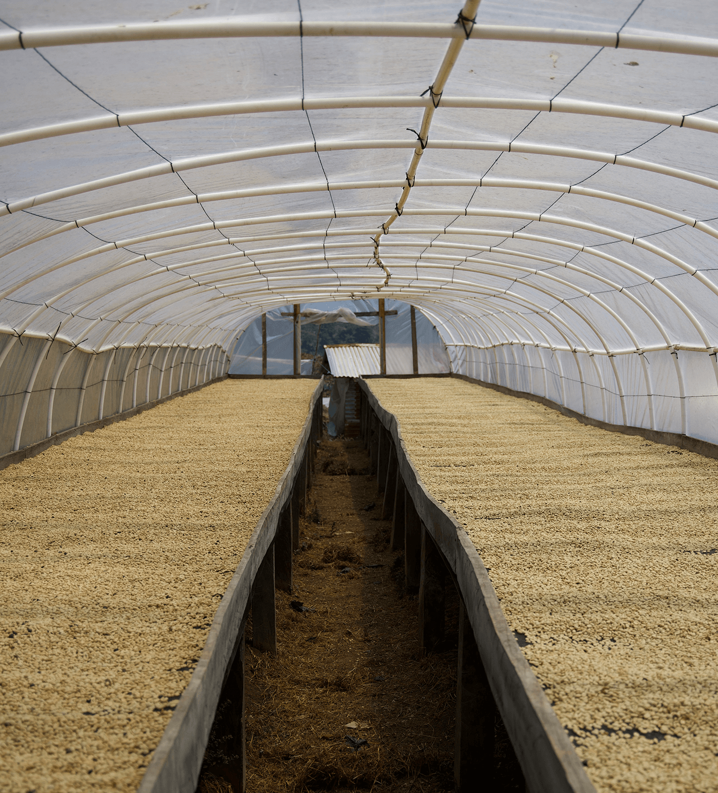 Verve Coffee Roasters - Baide - Producer Image