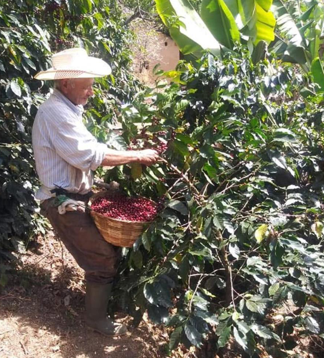 Verve Coffee | Archive | El Salvador Benjamin Garcia | Single Origin