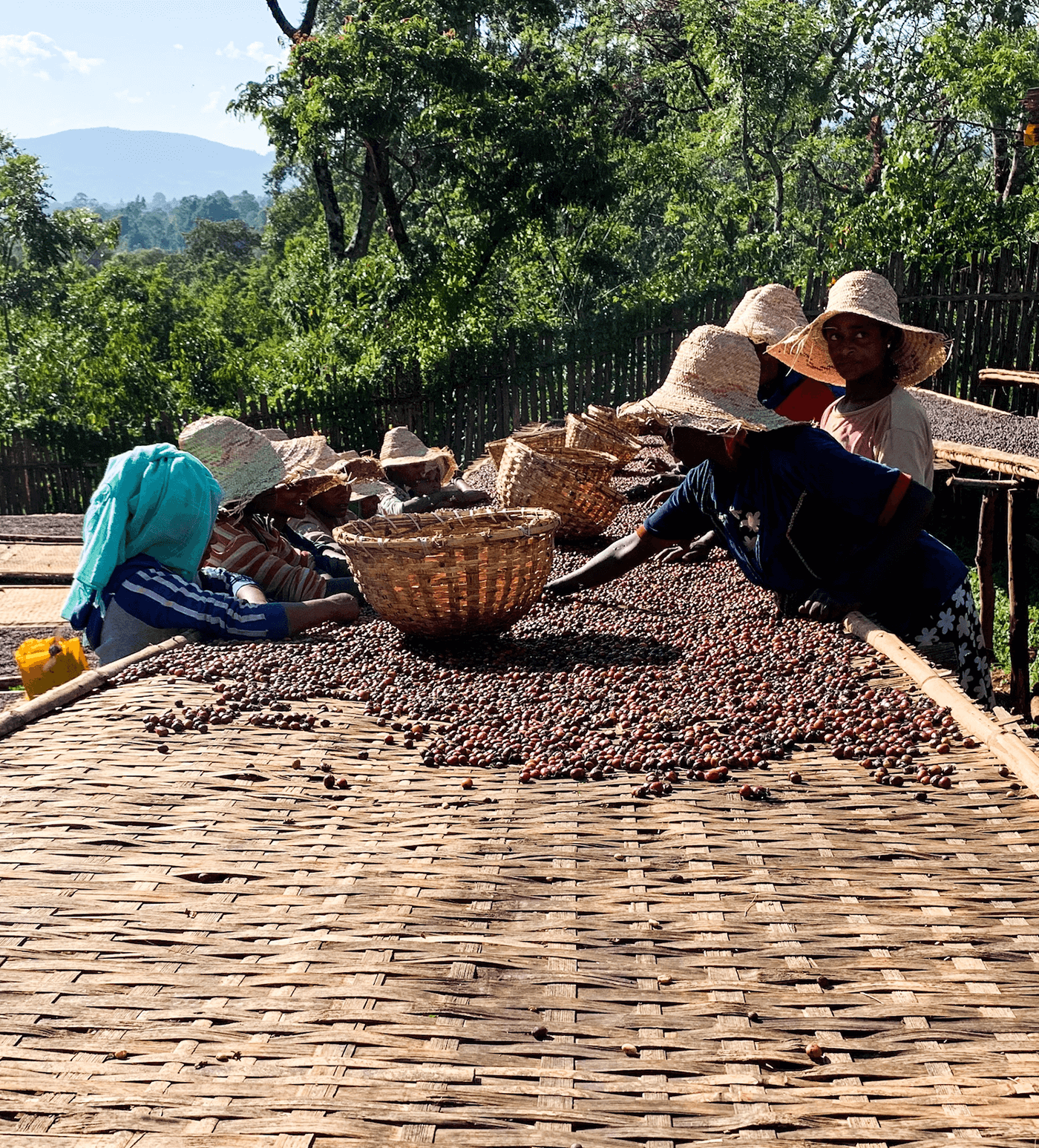 Ama Je Verve Coffee | Archive | Ethiopia Buriso Amaje Natural | Single Origin