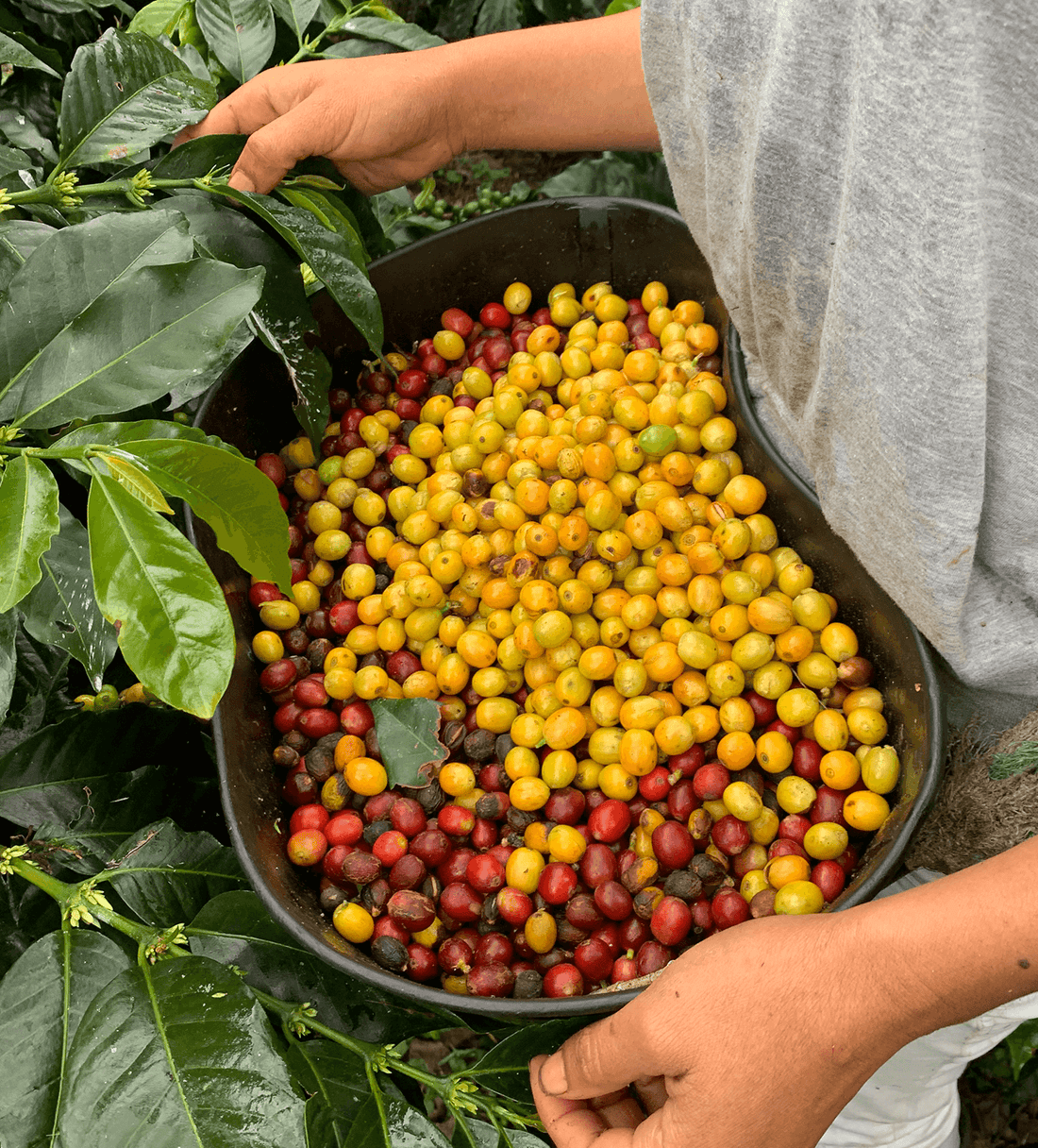 ブランデー Kawahara Verve Coffee | Archive | Colombia Chachagüí Natural | Single Origin