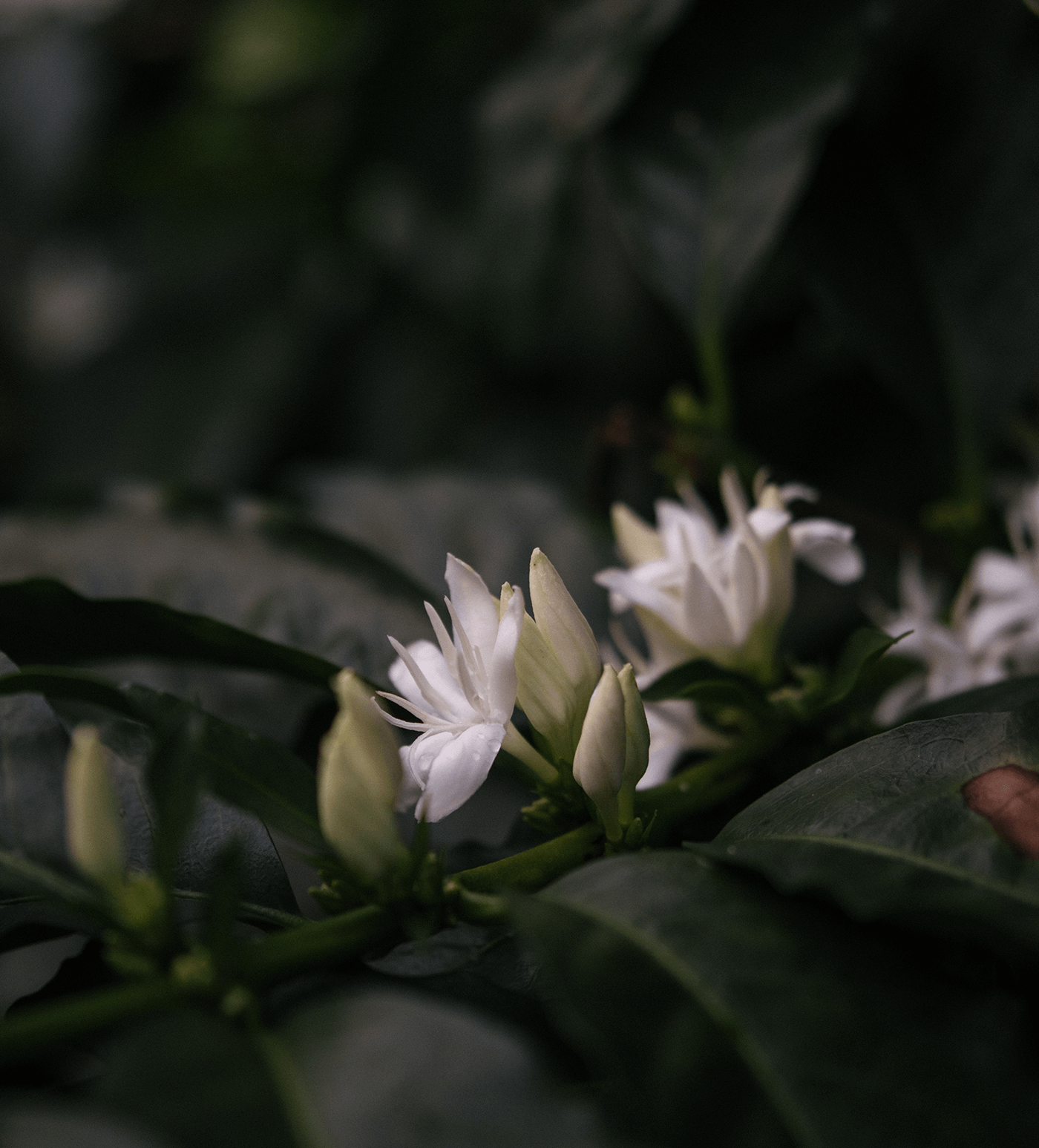 Verve Coffee Roasters - Chachagui Natural - Producer Image