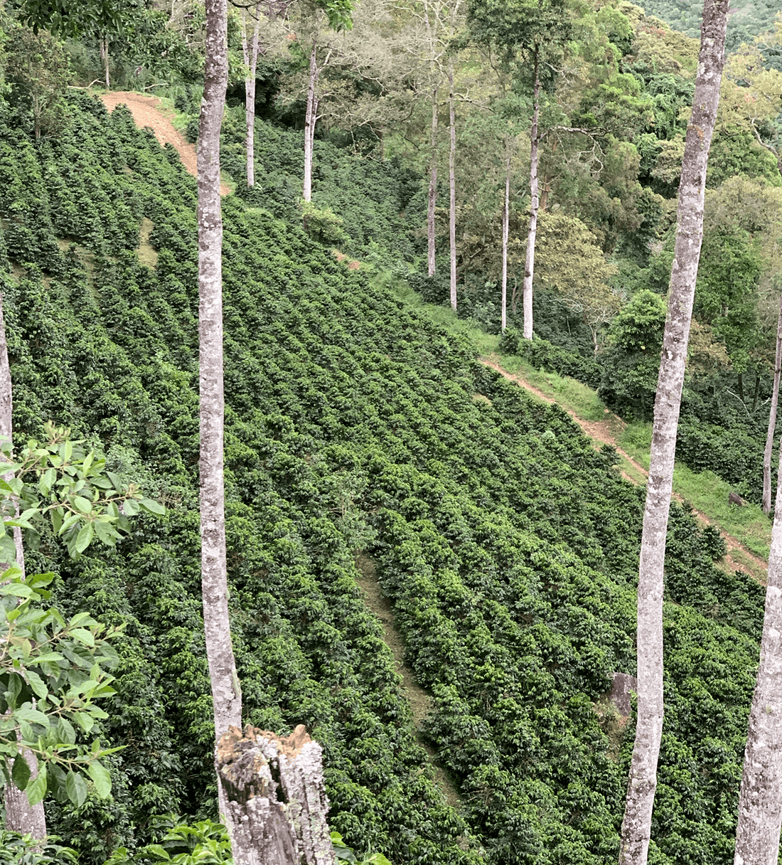 Verve Coffee | Archive | Colombia Chachagüí Natural | Single Origin