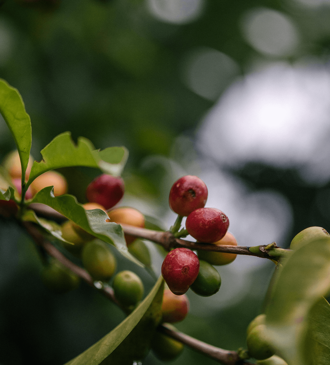 Verve Coffee Roasters - Chachagui Natural - Producer Image