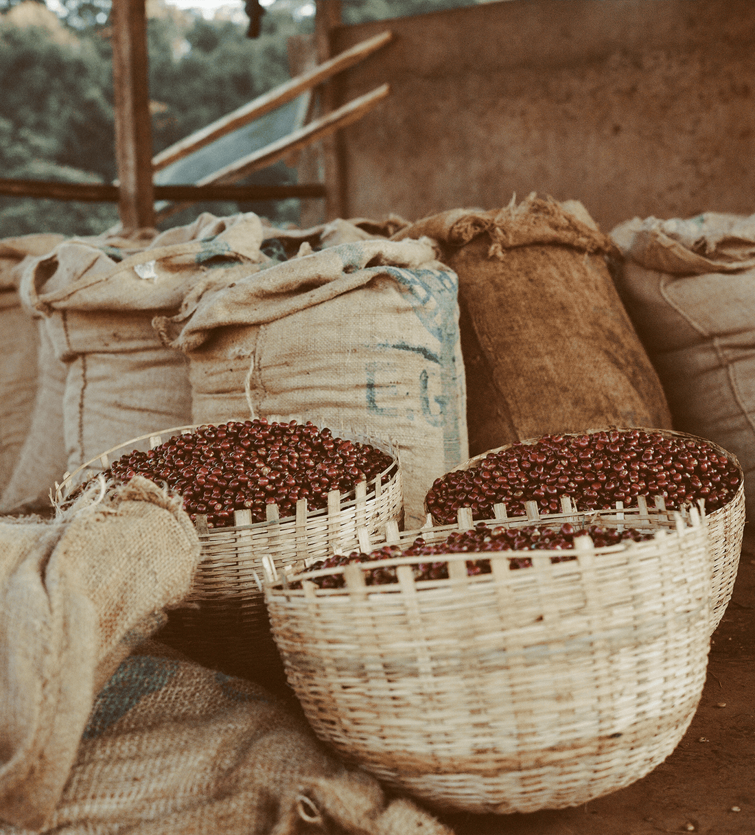 Verve Coffee | Ethiopia Chelchele | Single Origin