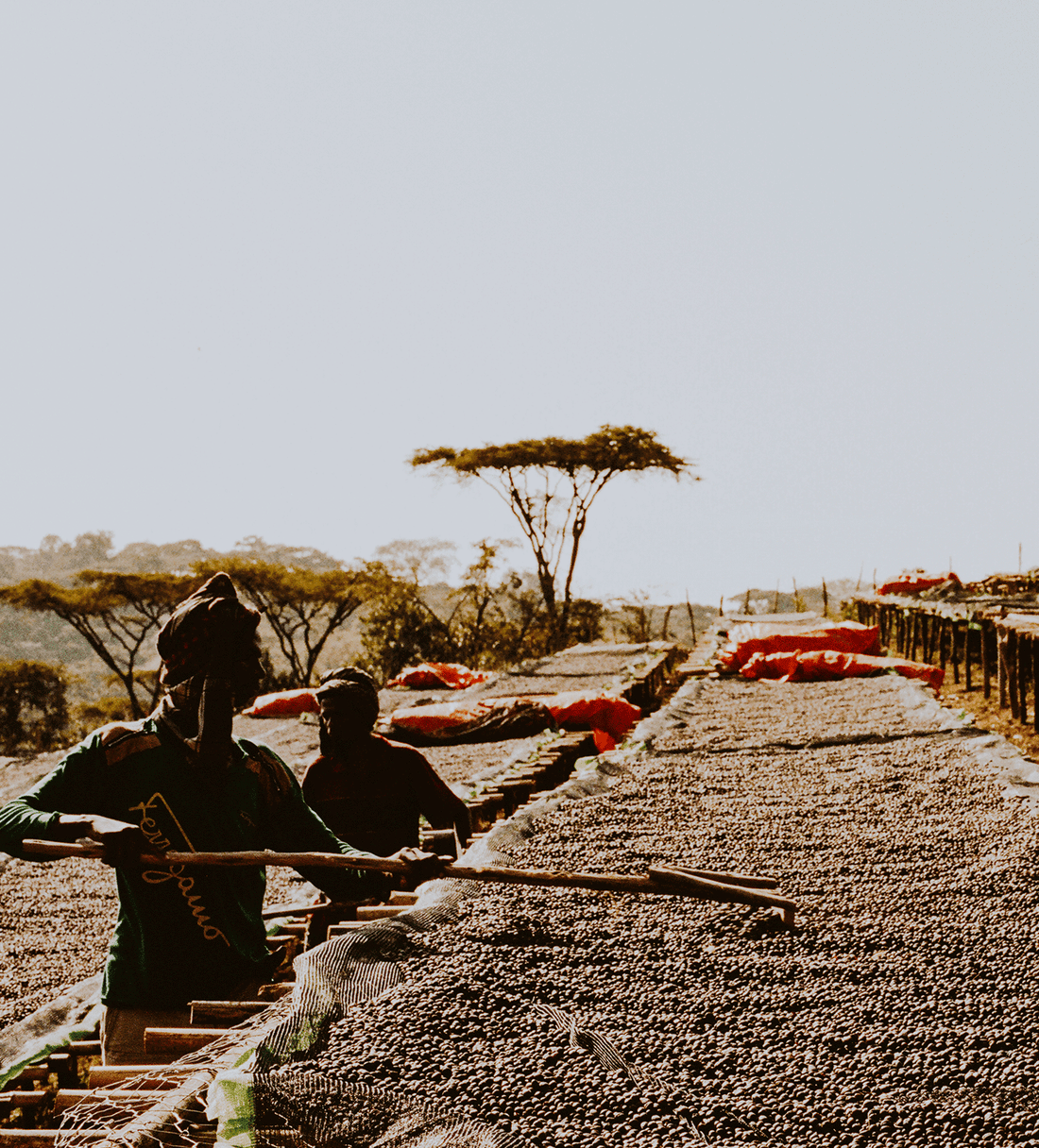 Verve Coffee | Archive | Ethiopia Duromina Espresso | Single Origin