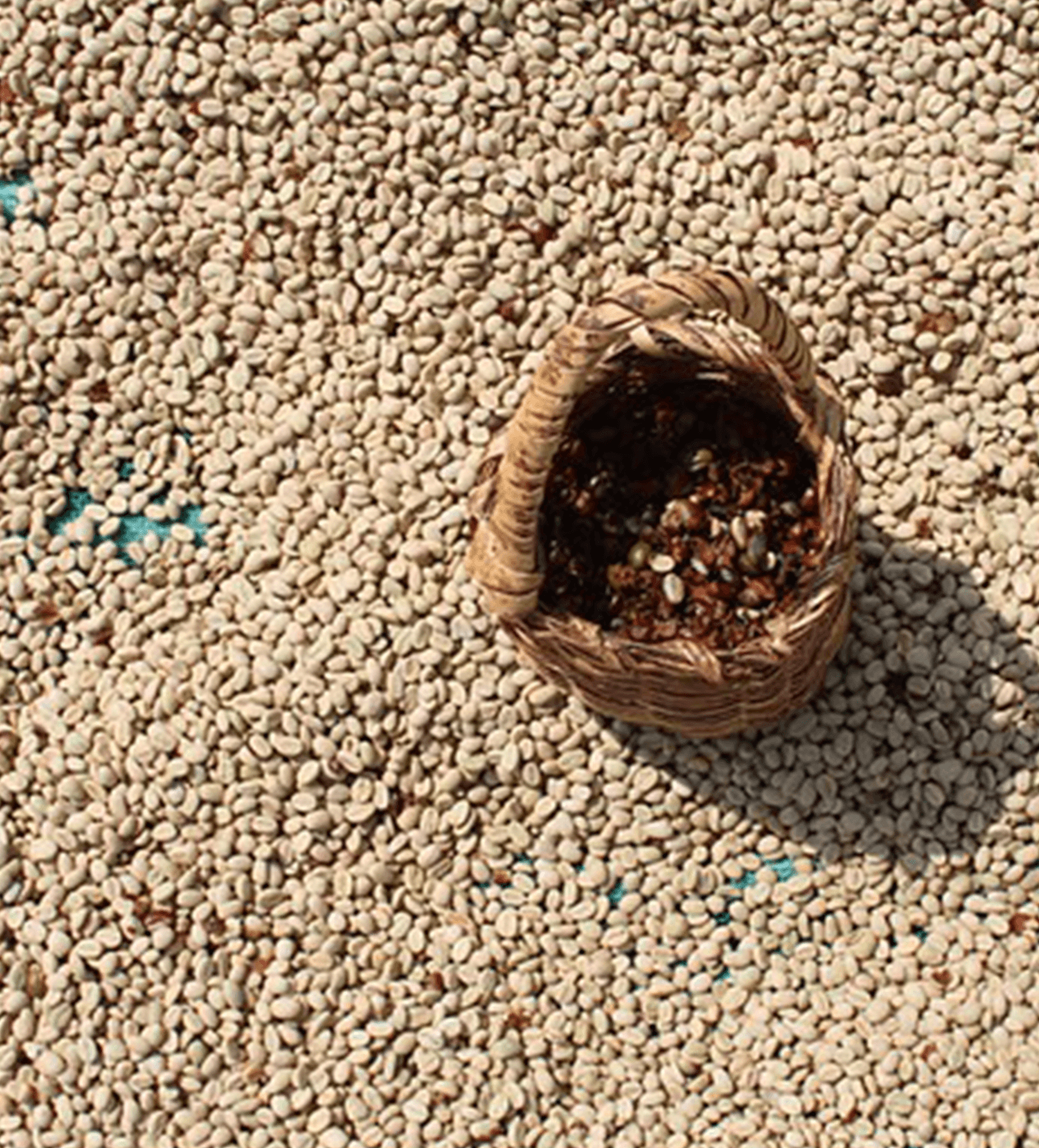 Verve Coffee Roasters - Duromina - Producer Image