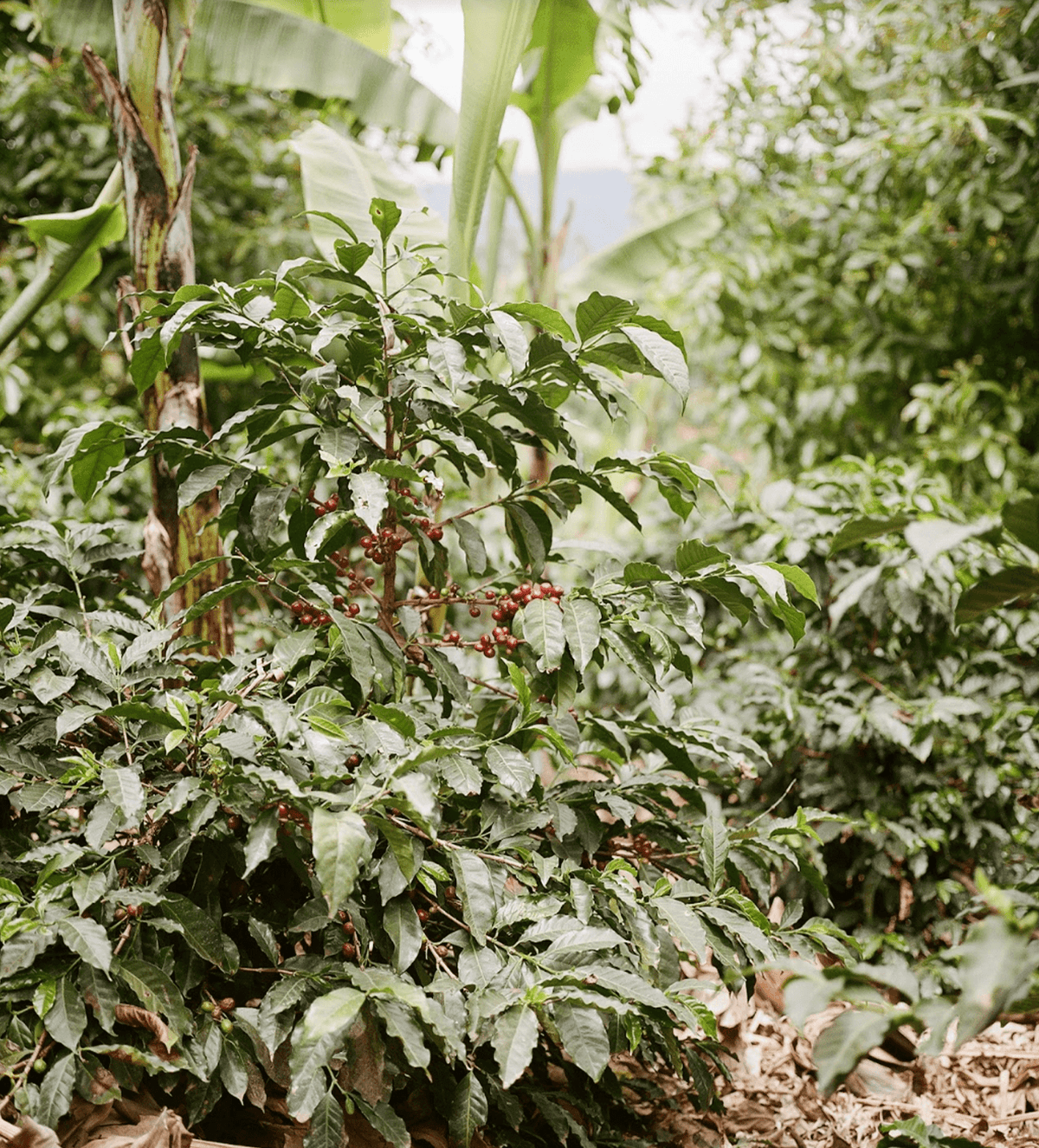 Verve Coffee Roasters - El Yasal - Producer Image