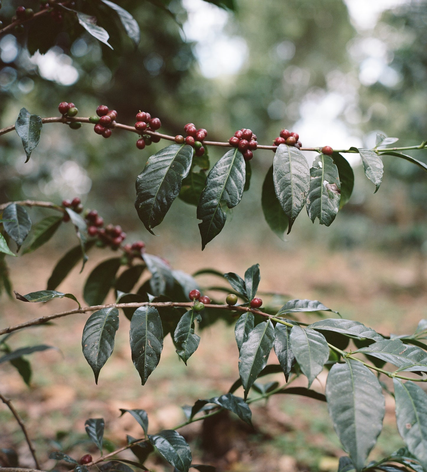 Guji Highlands coffee cherries on tree