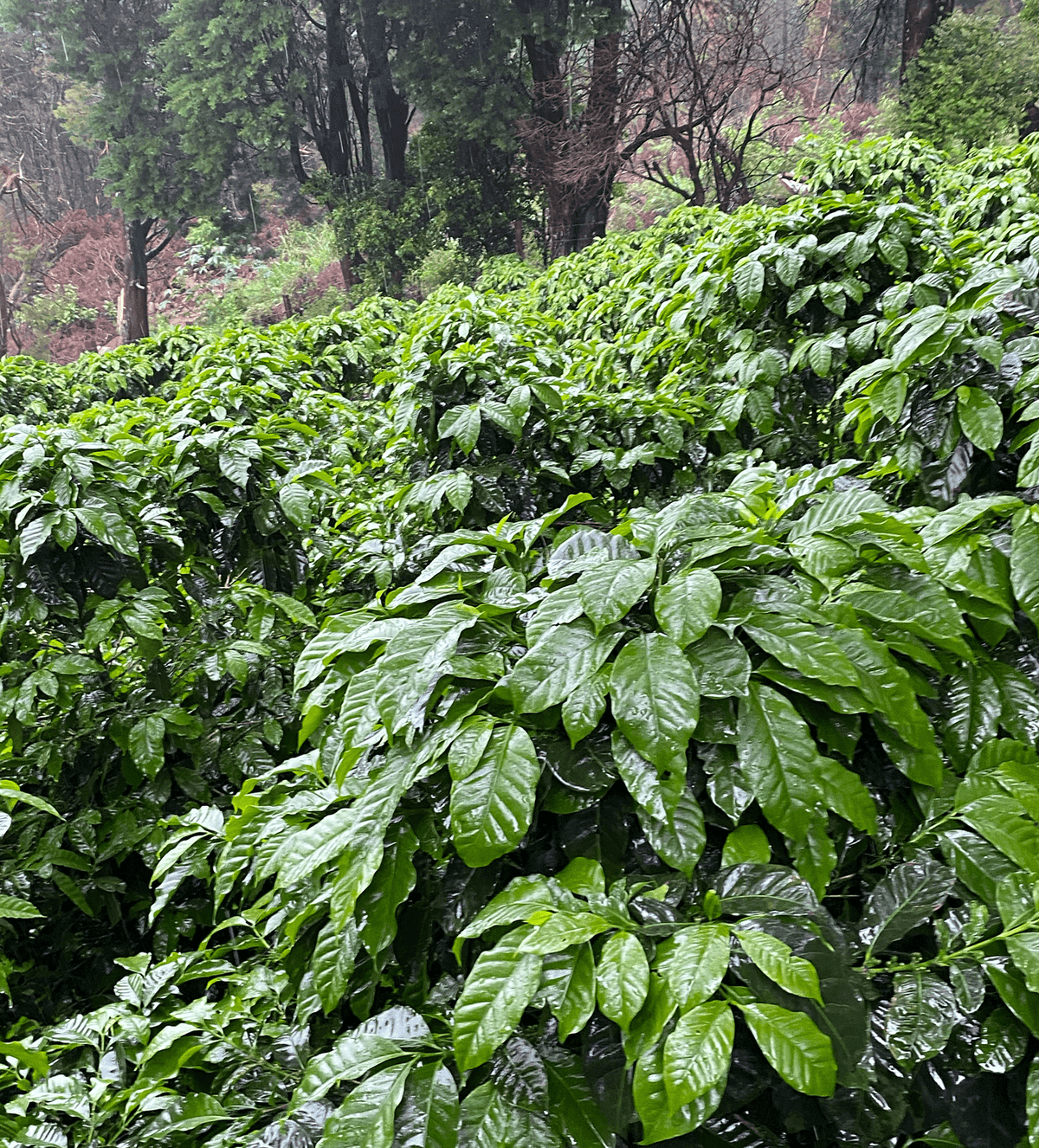Verve Coffee Roasters - Francisco Mena - Producer Image