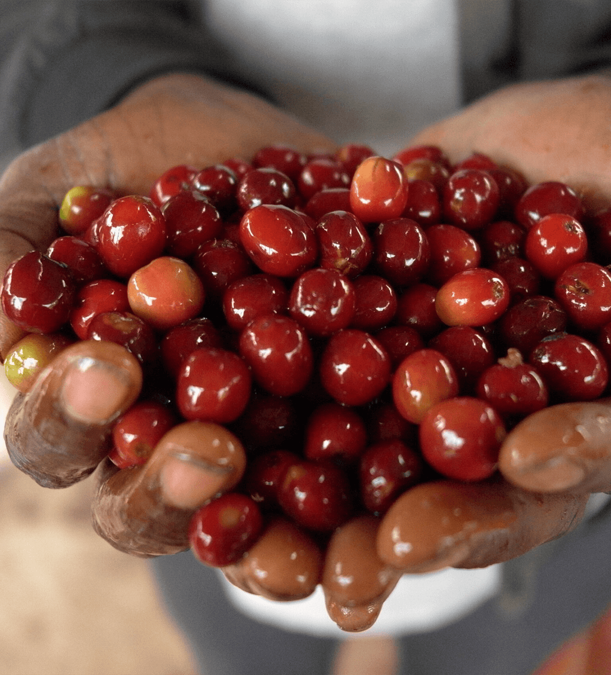 Verve Coffee Roasters - Gogogu - Producer Image