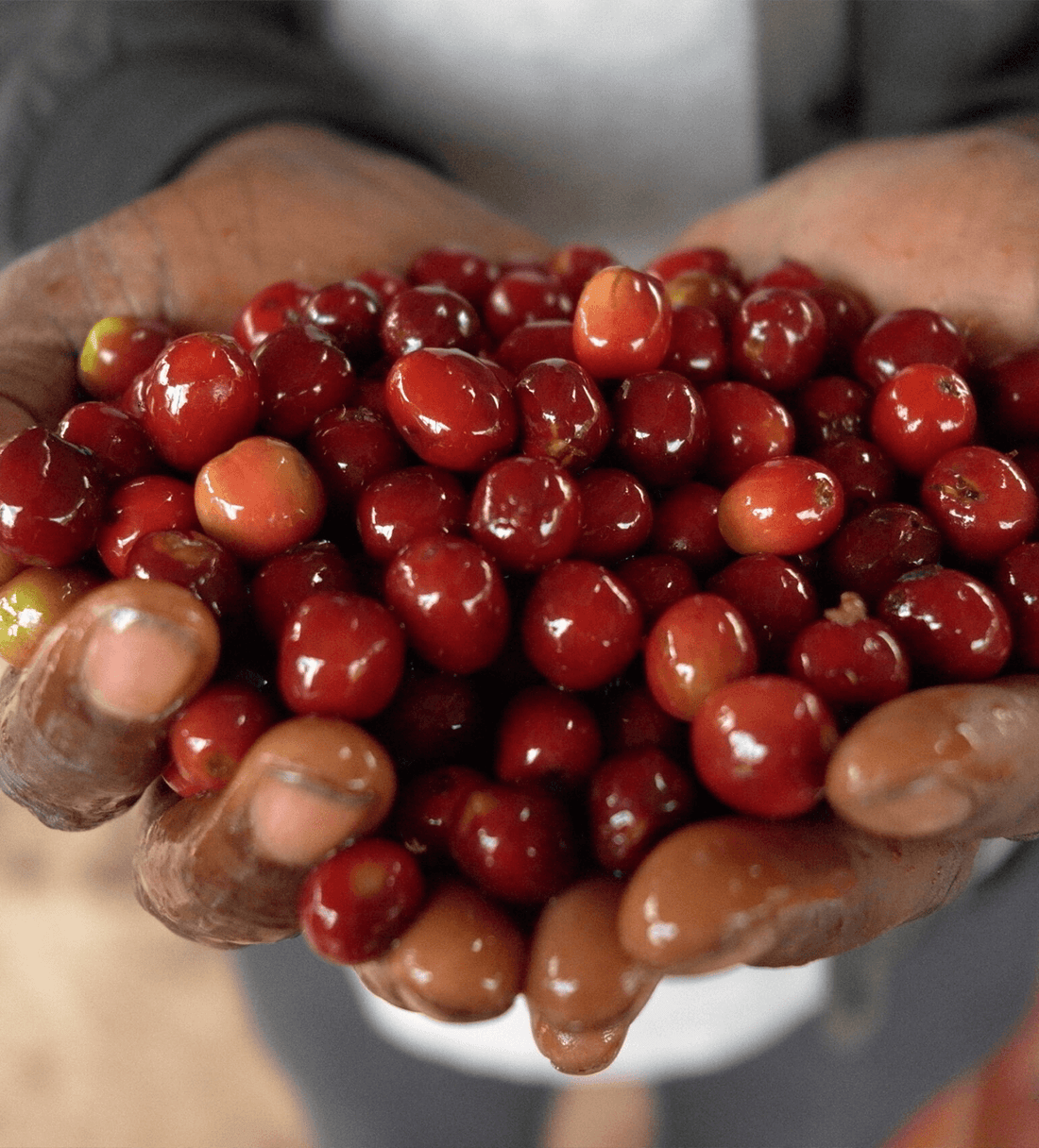 Verve Coffee | Archive | Ethiopia Goro Muda | Single Origin