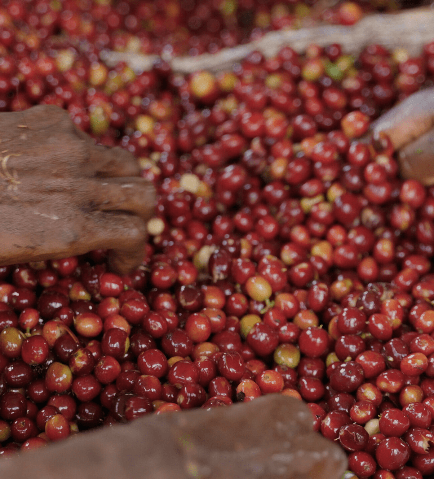 Verve Coffee Roasters - Goro Muda - Producer Image