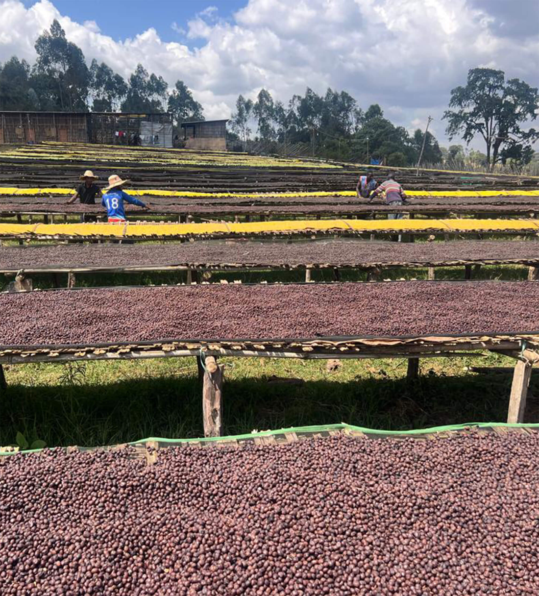 Verve Coffee | Archive | Ethiopia Anasora Natural Espresso