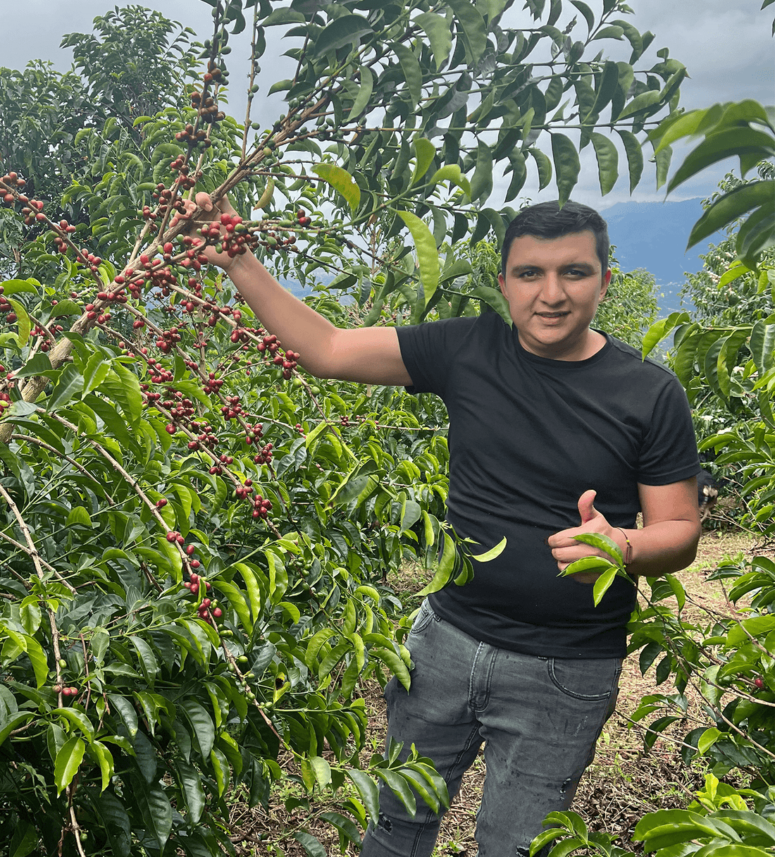 Verve Coffee | Colombia Diego Bermudez Red Plum Decaf | Farmlevel