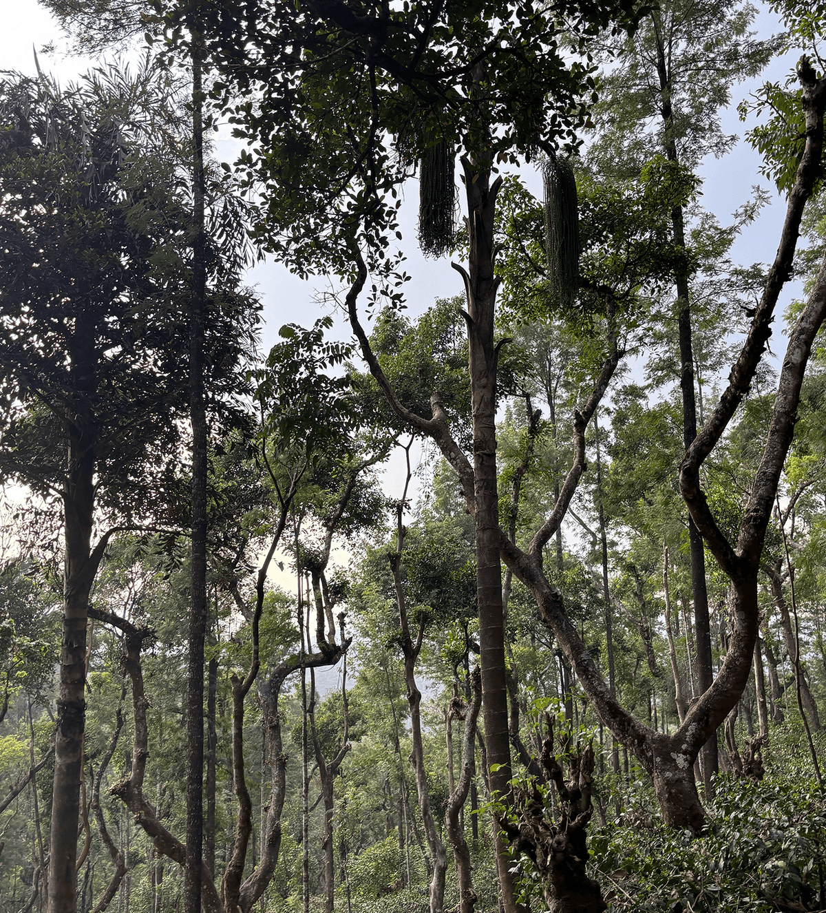 Verve Coffee Roasters - Hulikere - Single Origin India - Producer Image