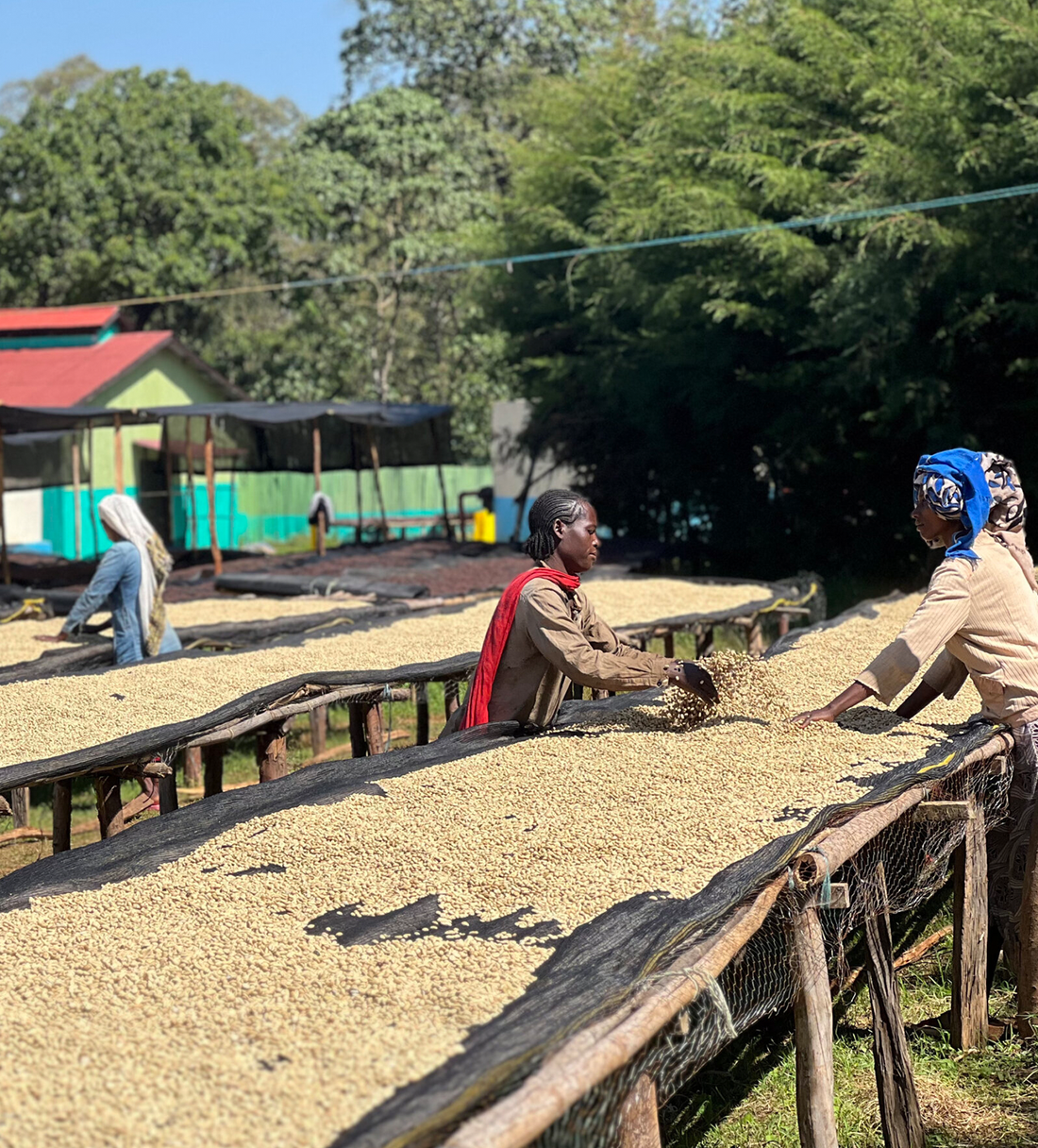 Verve Coffee | Archive | Ethiopia Idido | Single Origin