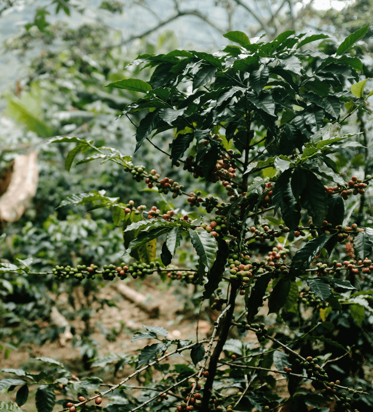 Verve Coffee Roasters - Jacinto Domingo - Producer Image