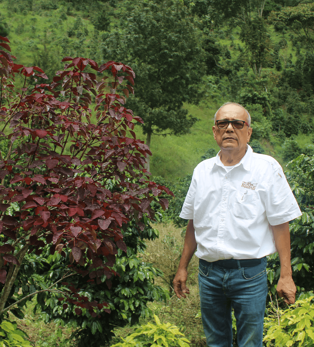 Verve Coffee | Archive | Honduras Jorge Lanza | Single Origin