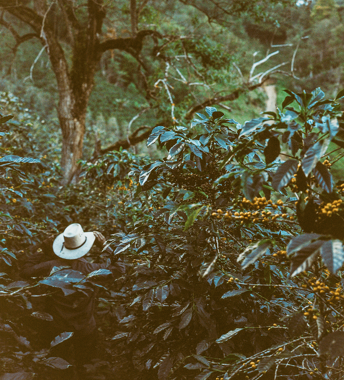 Verve Coffee Roasters - Juan Benitez - Producer Image