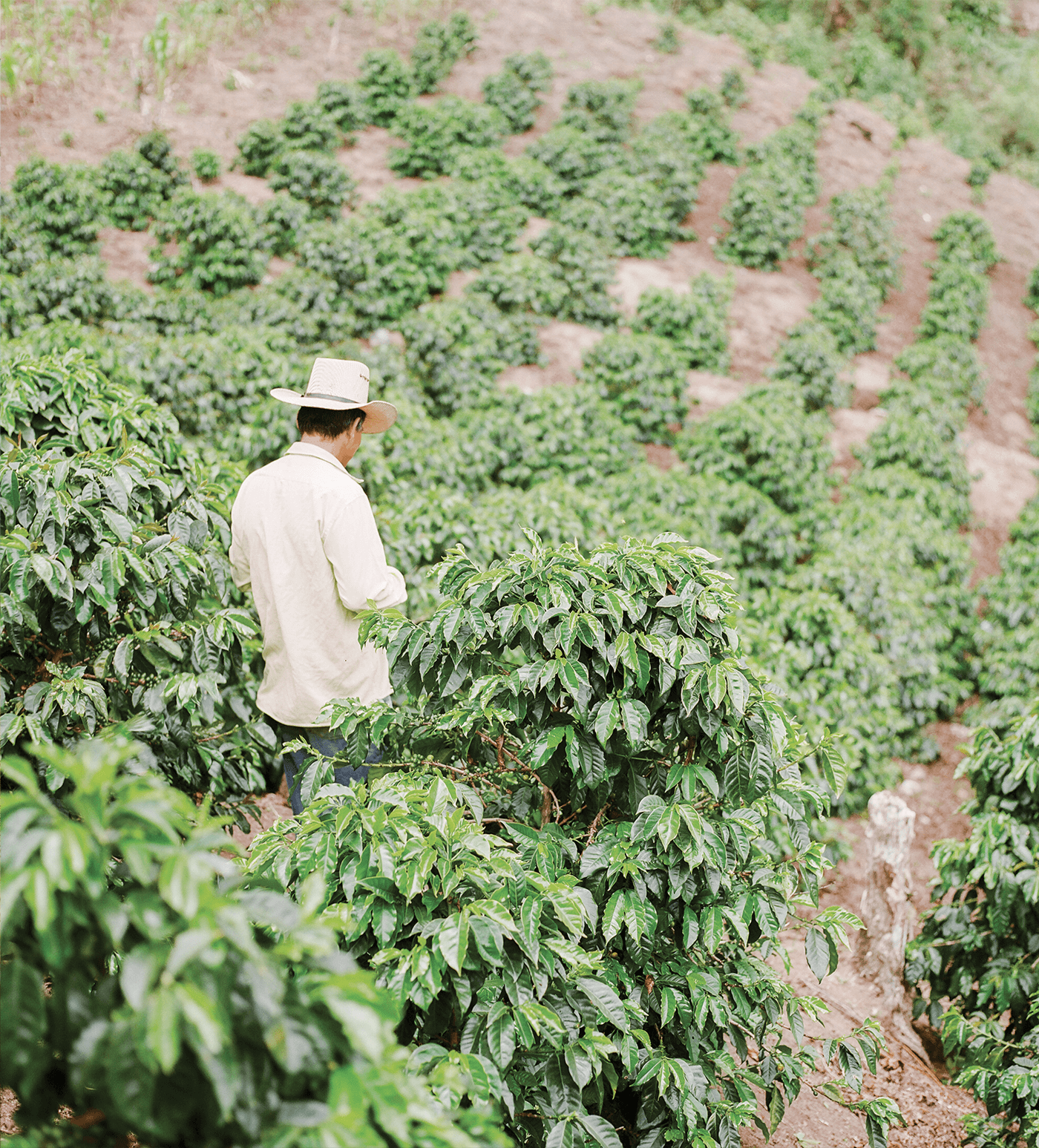 Verve Coffee Roasters - Juan Benitez - Producer Image