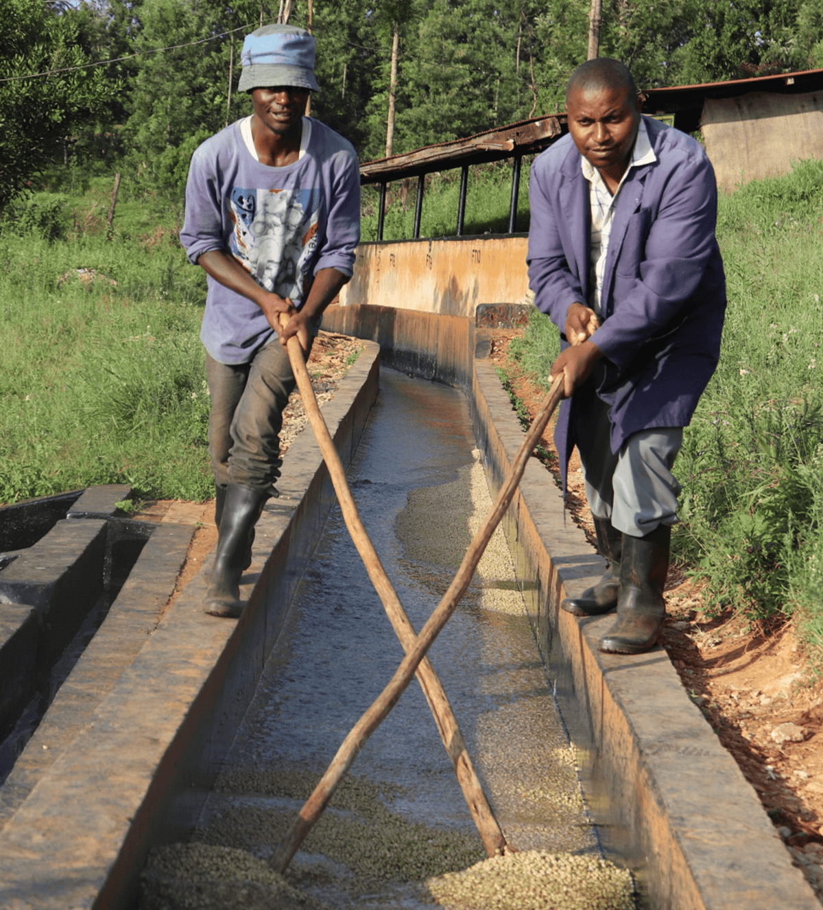Verve Coffee Roasters - Kamwangi - Producer Image