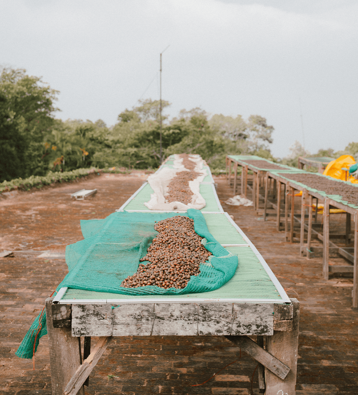 Verve Coffee Roasters - Kerehaklu - Producer Image