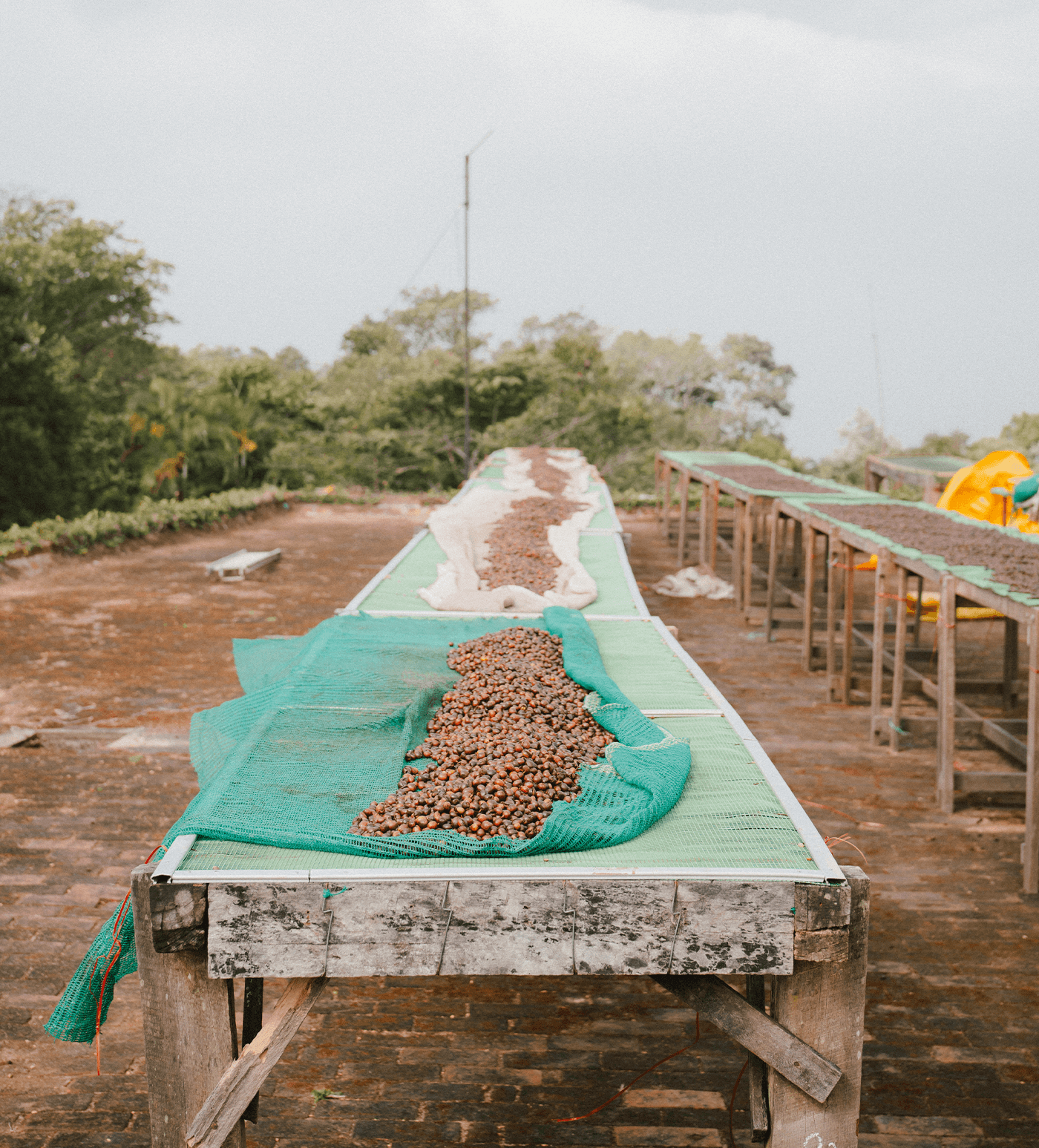 Verve Coffee Roasters - Kerehaklu - Producer Image