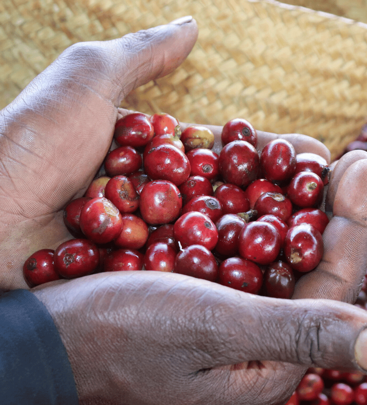 Verve Coffee Roasters - Kiamugumo AB - Producer Image