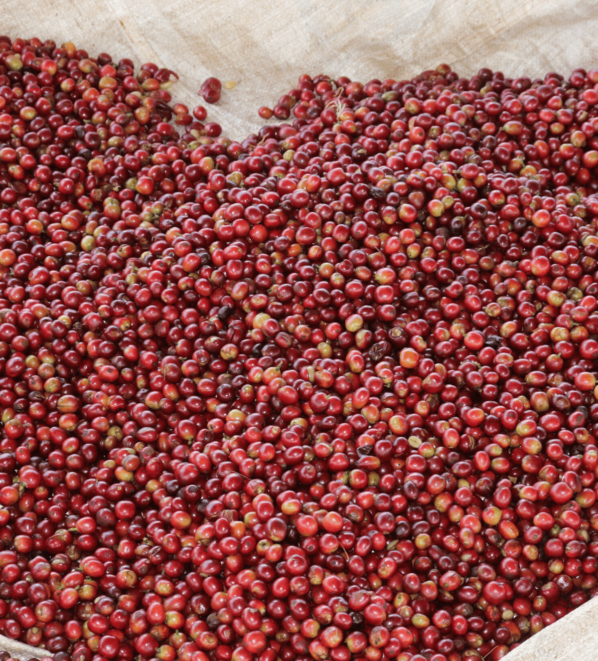 Verve Coffee Roasters - Kiamugumo AB - Producer Image