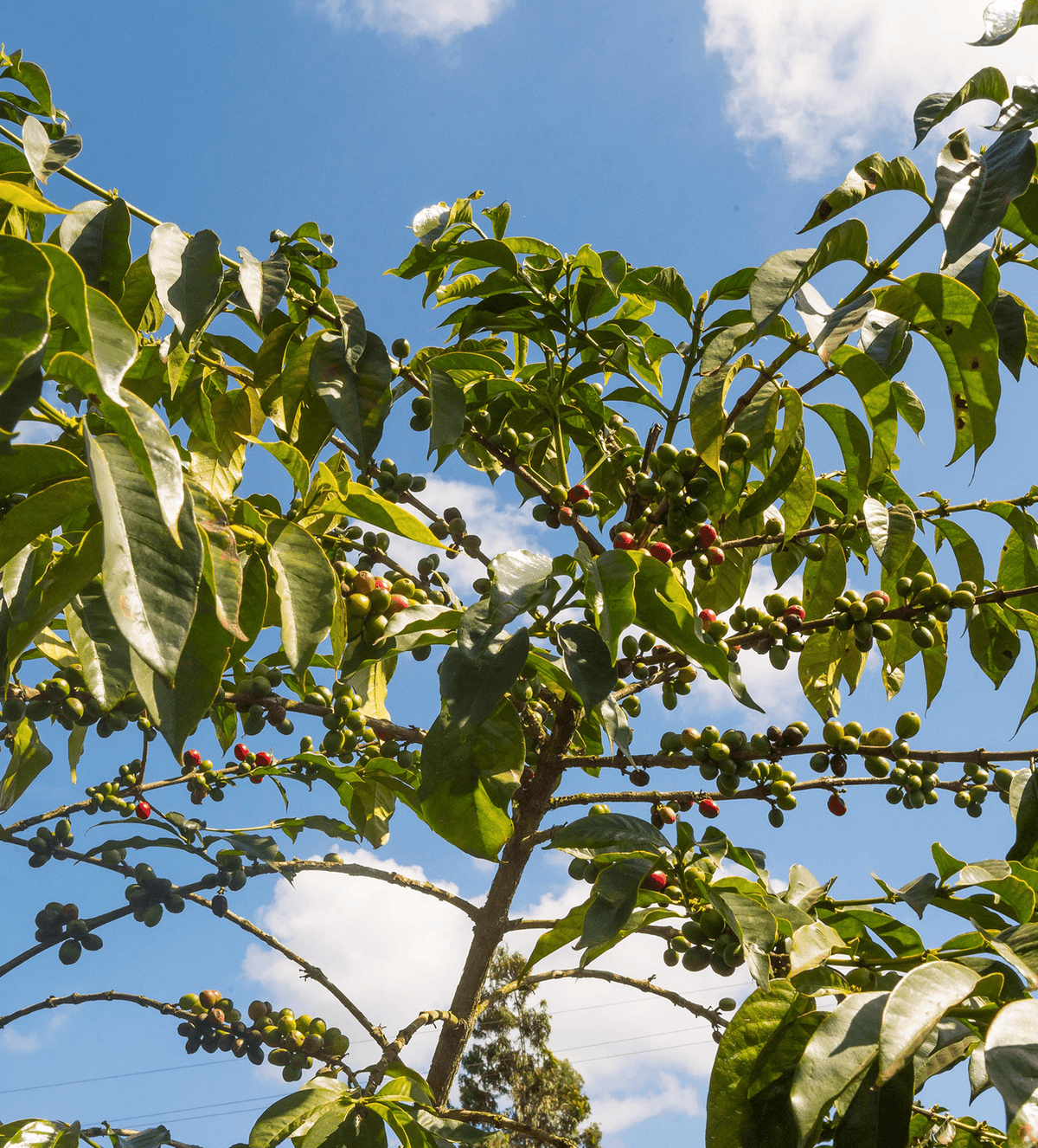 Verve Coffee Roasters - Kiunyu - Producer Image