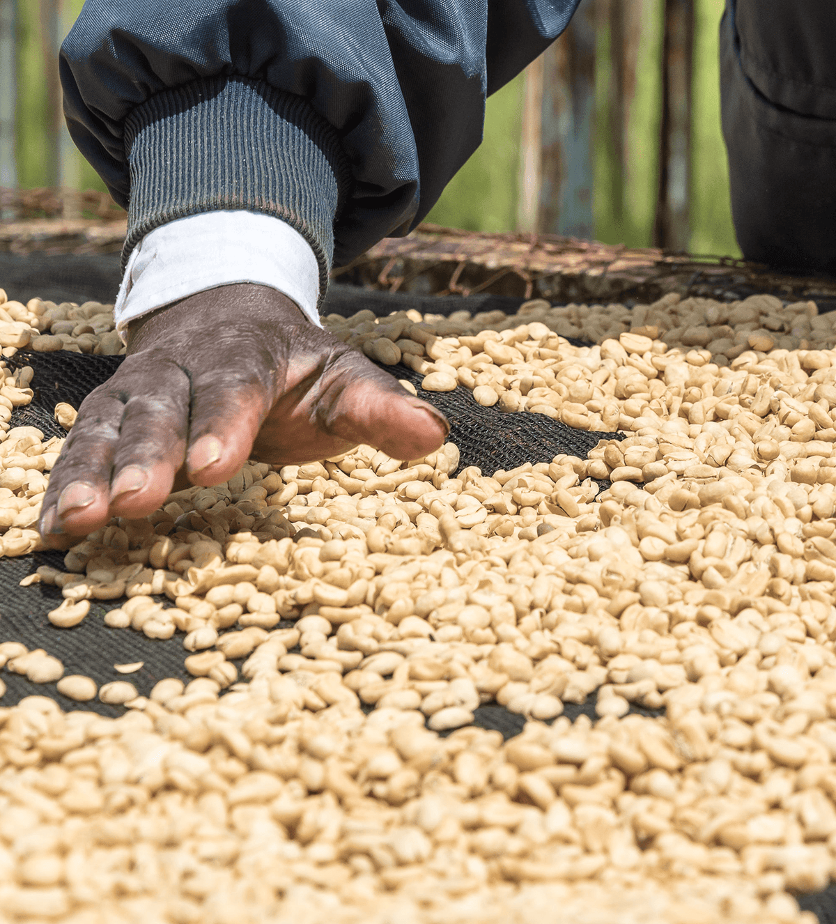 Verve Coffee Roasters - Kiunyu - Producer Image