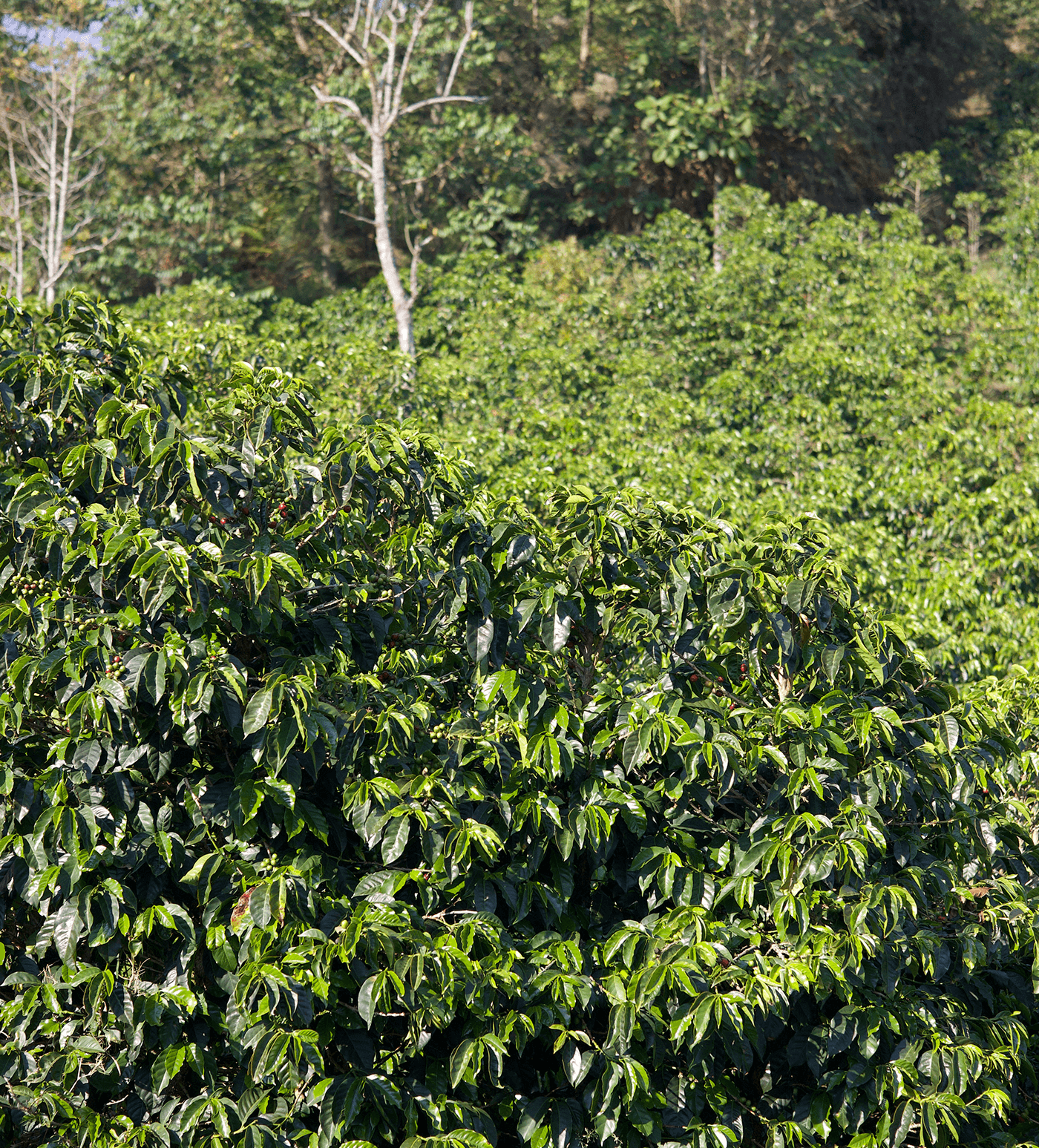 Verve Coffee Roasters - La Leona - Producer Image
