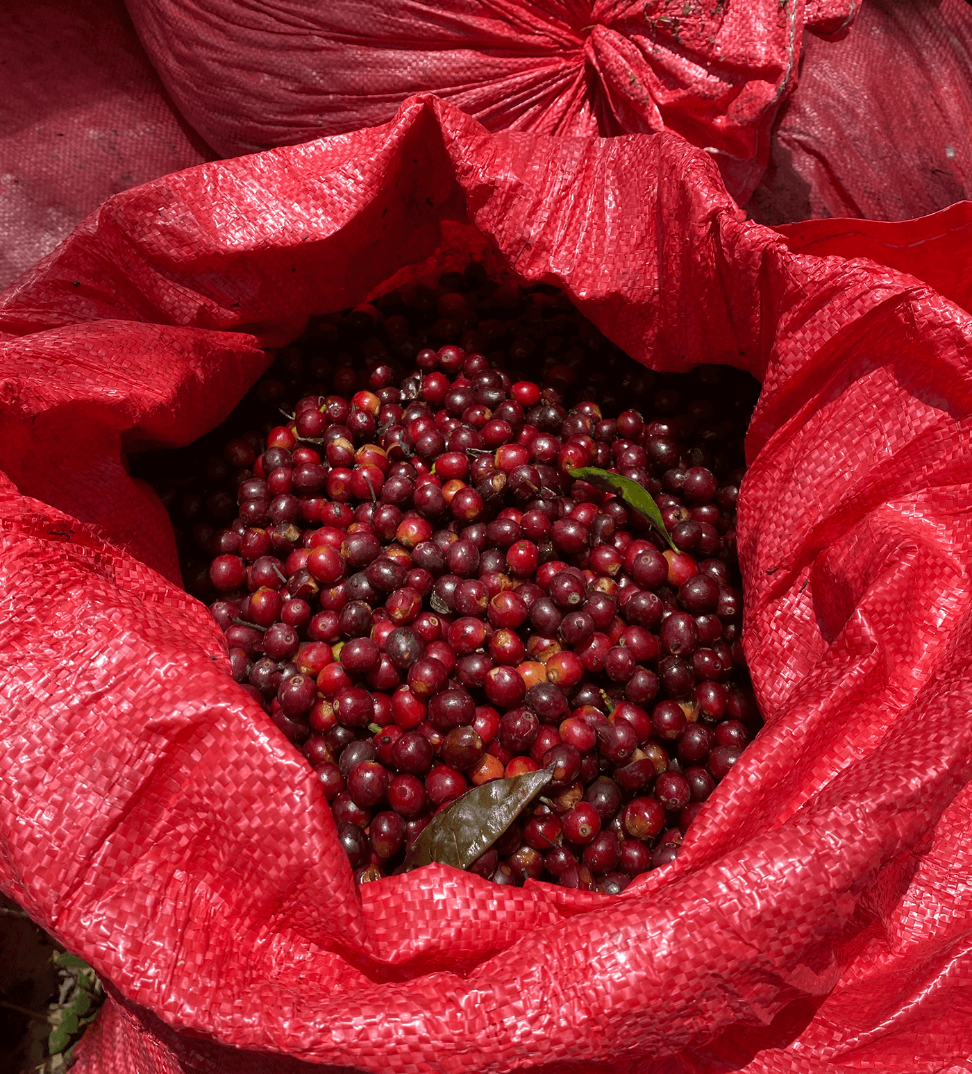 Verve Coffee Roasters - La Nueva Montana Maracaturra Farmlevel Reserve - Producer Image